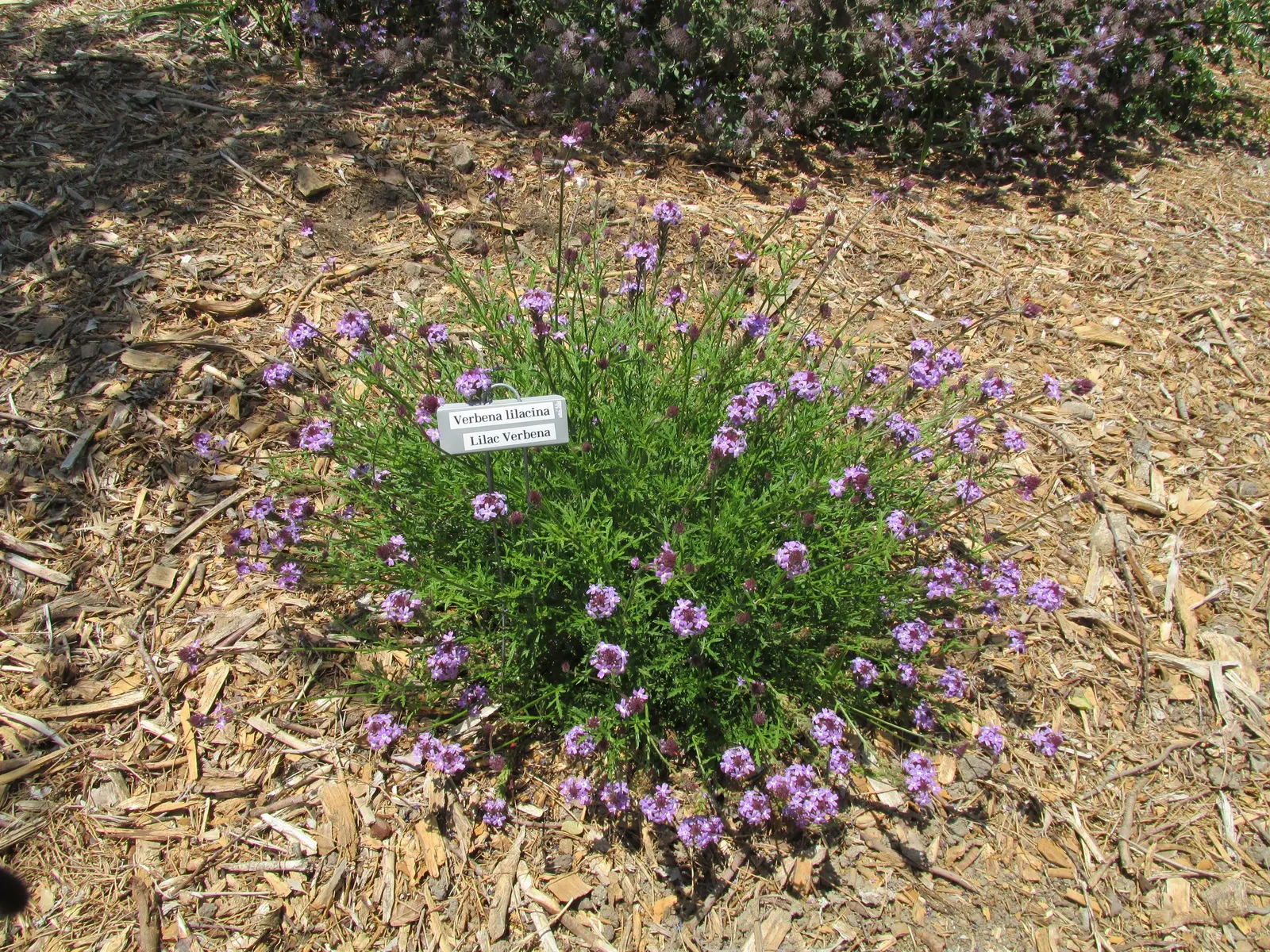 Cedros Island Verbena (Verbena Lilacina) — reaching a height of 2-3 ft with an equal spread