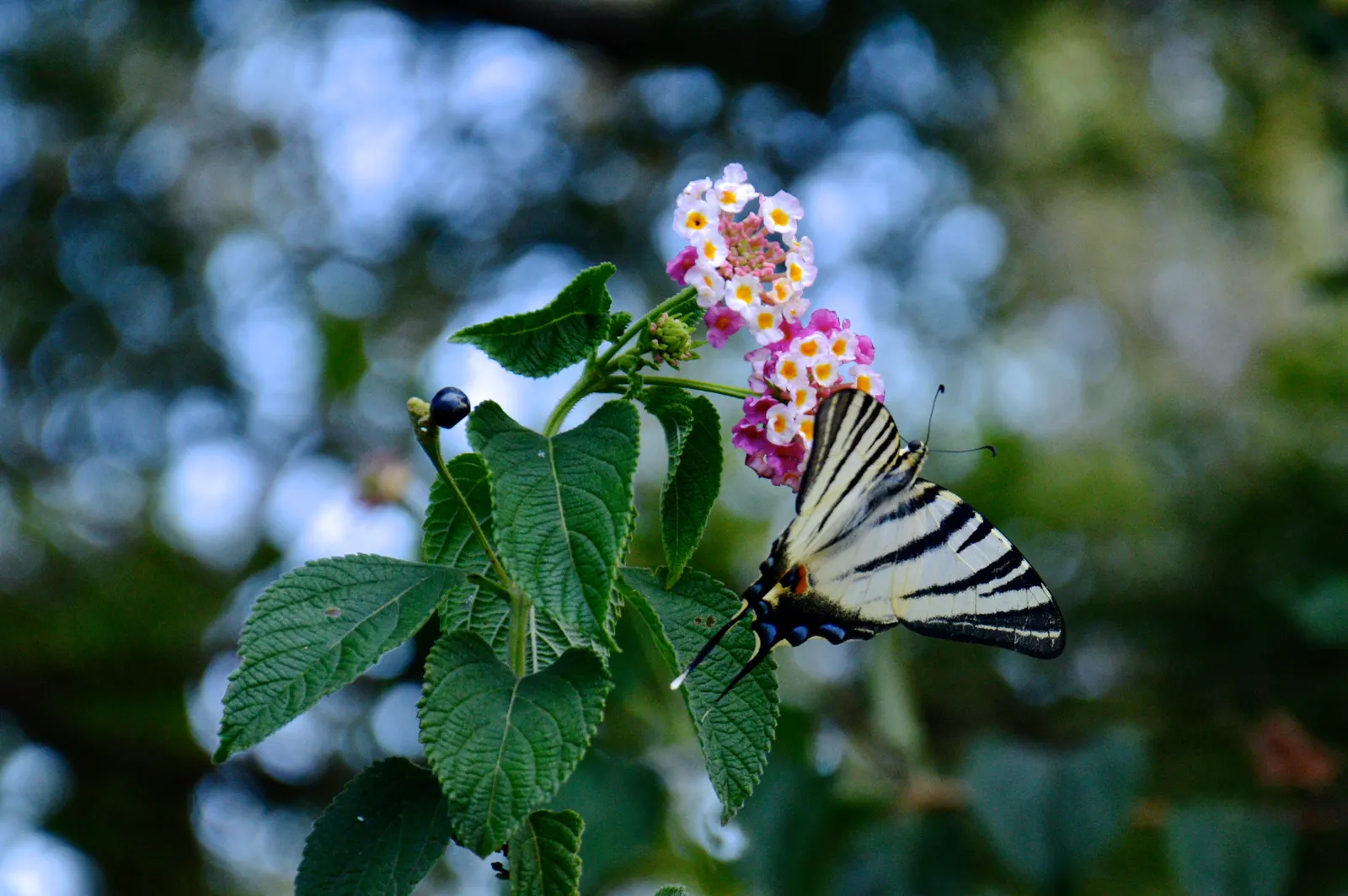 Irene Lantana (Lantana 'Irene') — The Lantana 'Irene' is a vibrant, perennial shrub thriving in zones 8-11