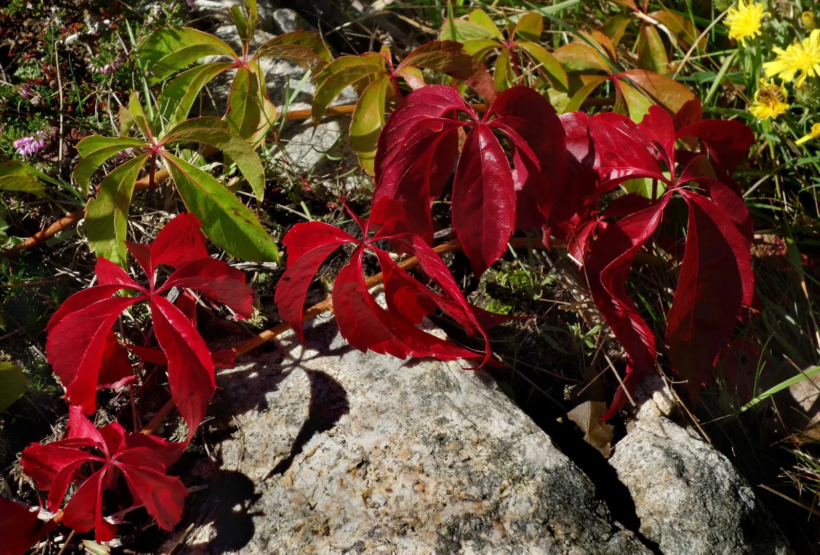 Swedish Ivy (Plectranthus Verticillatus) — with a spread that can extend to 18-24 inches