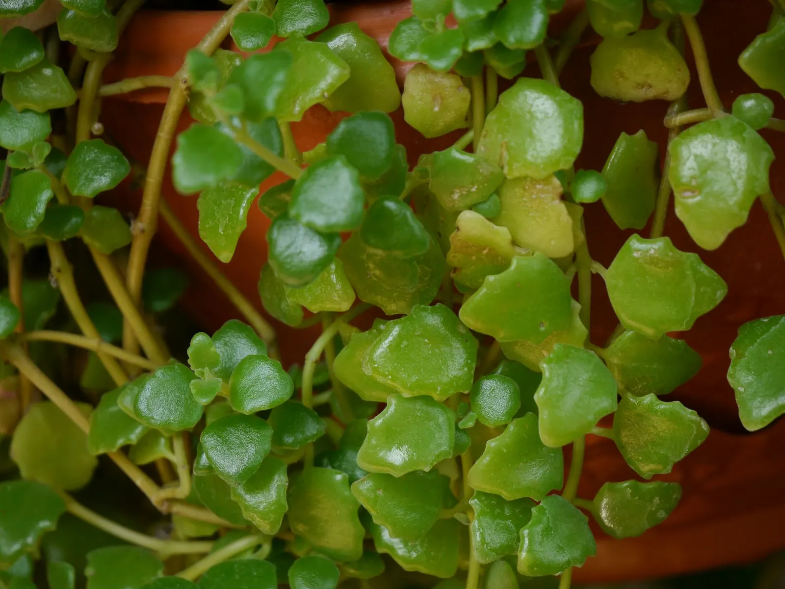 Swedish Ivy (Plectranthus Verticillatus) — It can tolerate some shade, which makes it versatile for different garden areas