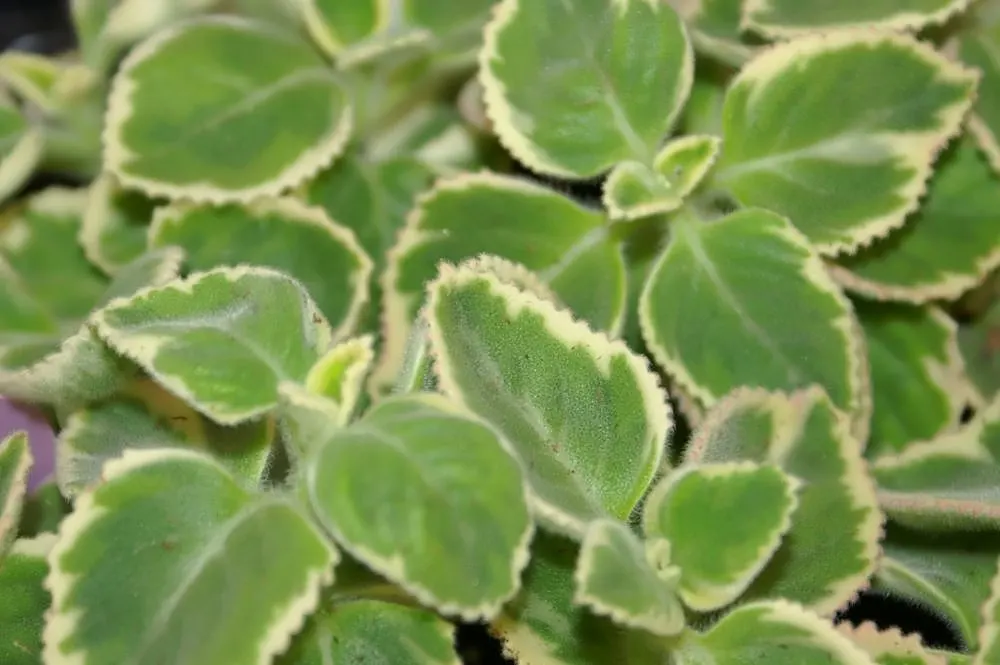 Swedish Ivy (Plectranthus Verticillatus) — Ideal for hanging baskets and groundcover