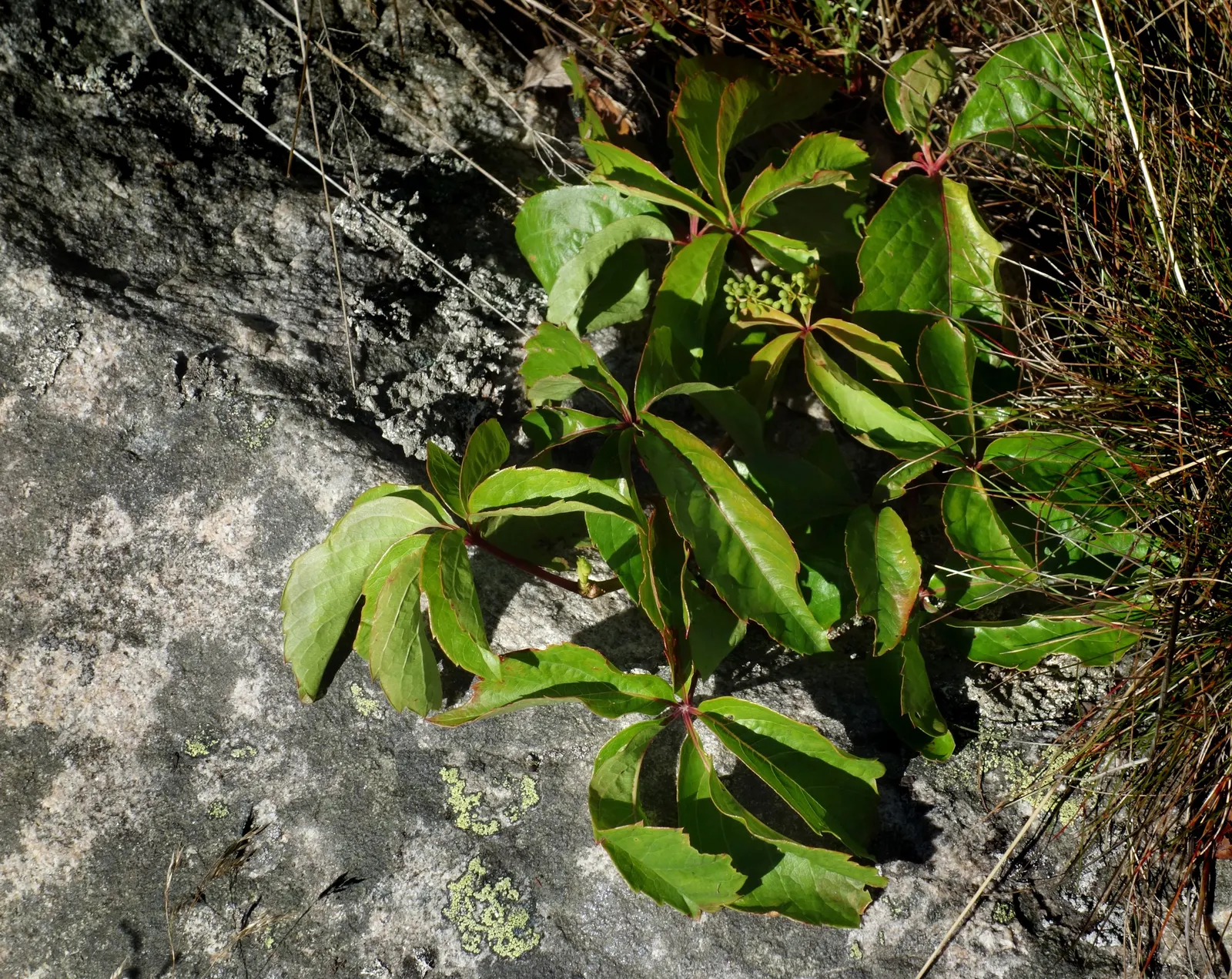 Swedish Ivy (Plectranthus Verticillatus) — Swedish Ivy requires well-draining soil and even moisture