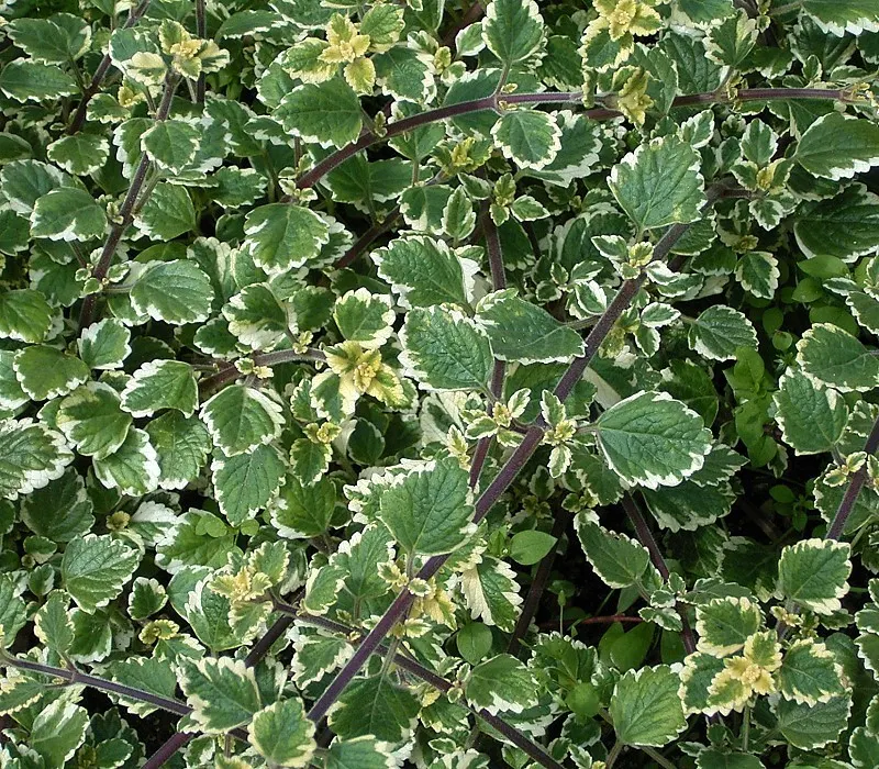 Swedish Ivy (Plectranthus Verticillatus) — Thriving in partial shade