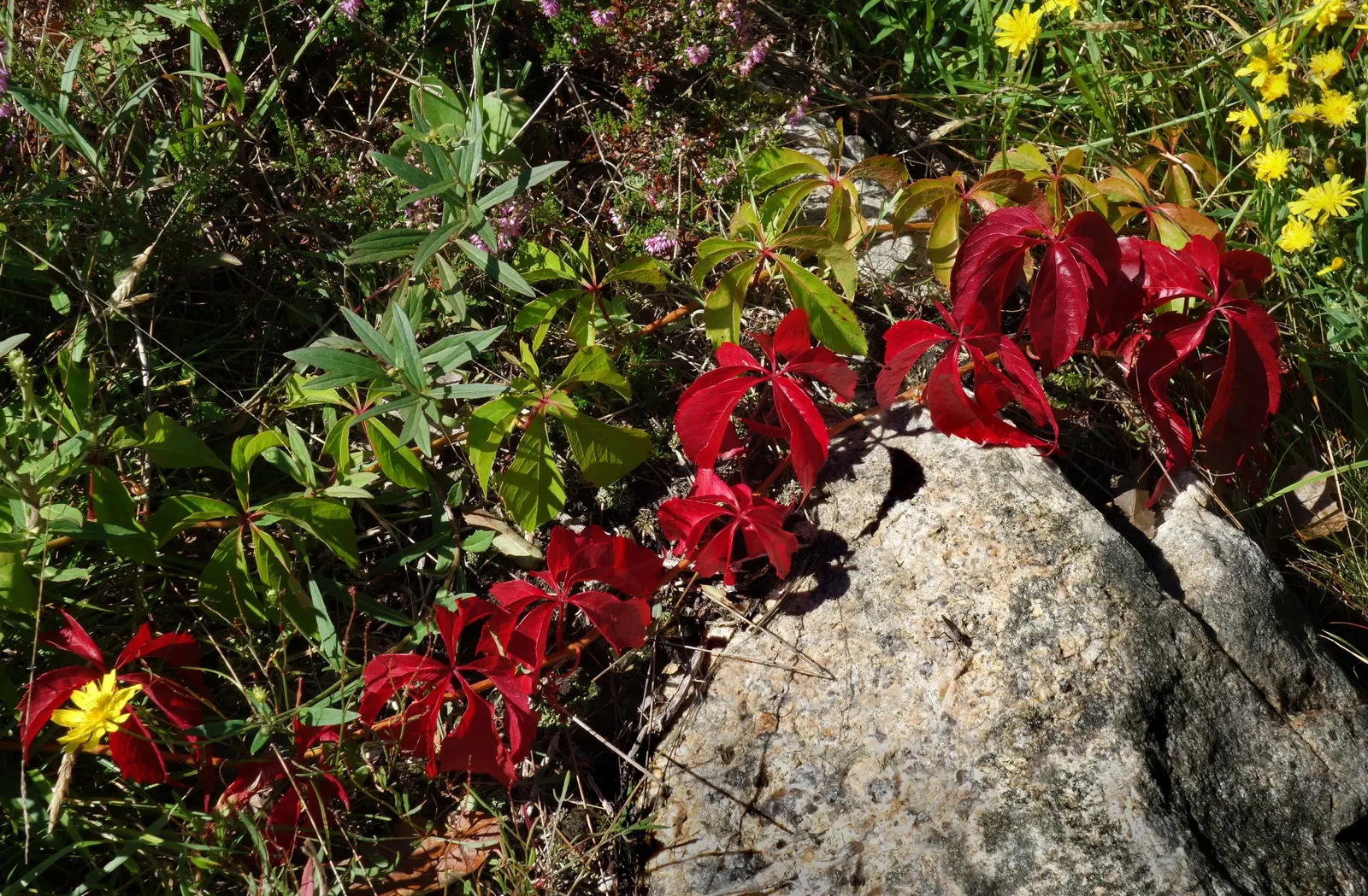 Swedish Ivy (Plectranthus Verticillatus) — each spanning about 1-2 inches