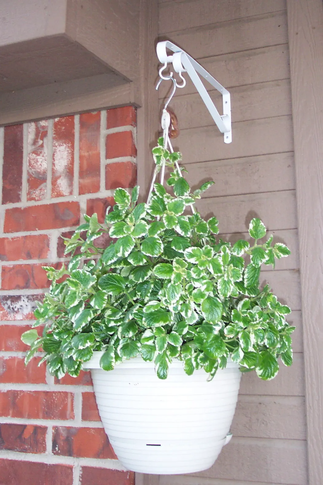 Swedish Ivy (Plectranthus Verticillatus) — flourishing in hardiness zones 10-11