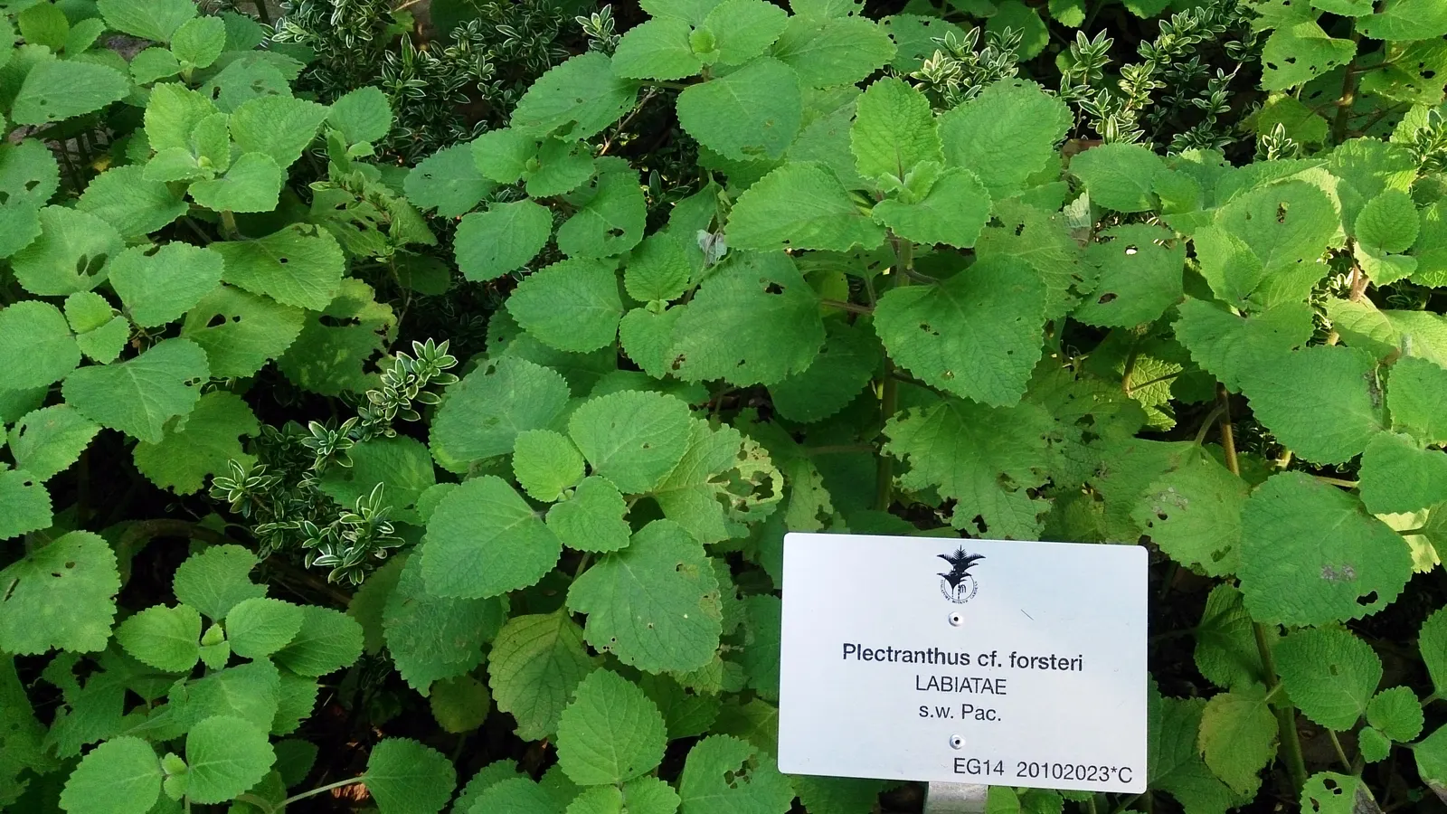 Swedish Ivy (Plectranthus Verticillatus) — reaching heights of approximately 10-12 inches