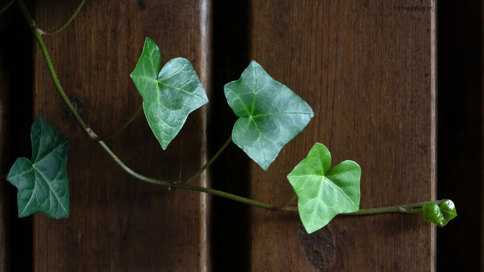 Swedish Ivy (Plectranthus Verticillatus) — with moderate watering and well-draining soil