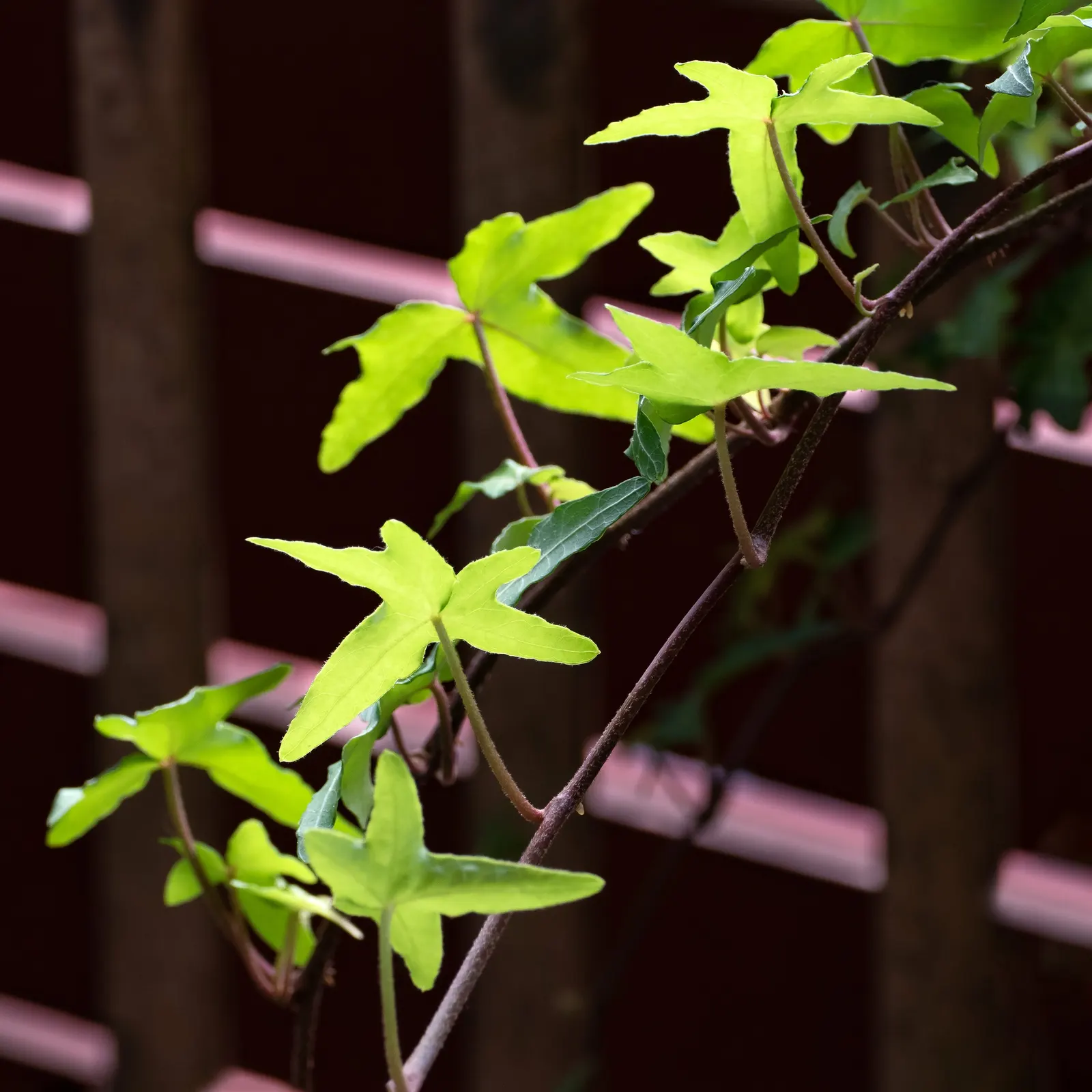 Swedish Ivy (Plectranthus Verticillatus) — verdant accent in both indoor and outdoor spaces