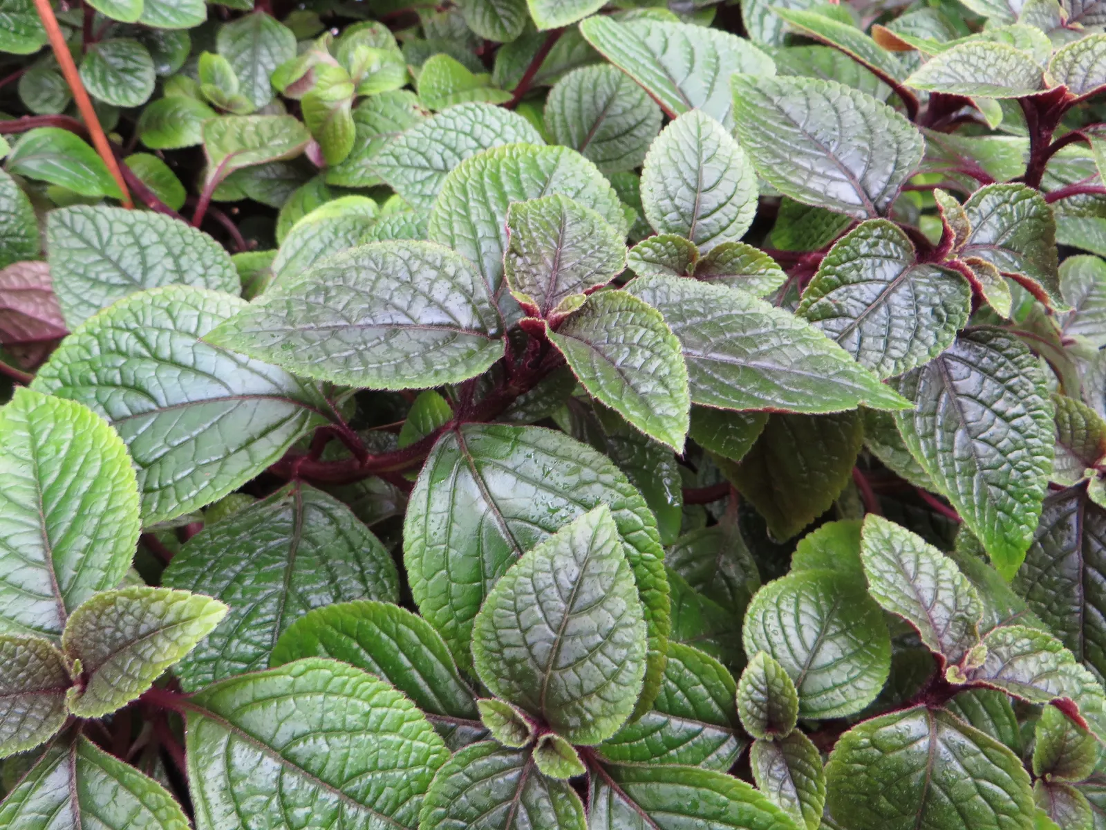 Swedish Ivy (Plectranthus Verticillatus) — it reaches a height of 1 foot and spreads up to 2-3 feet