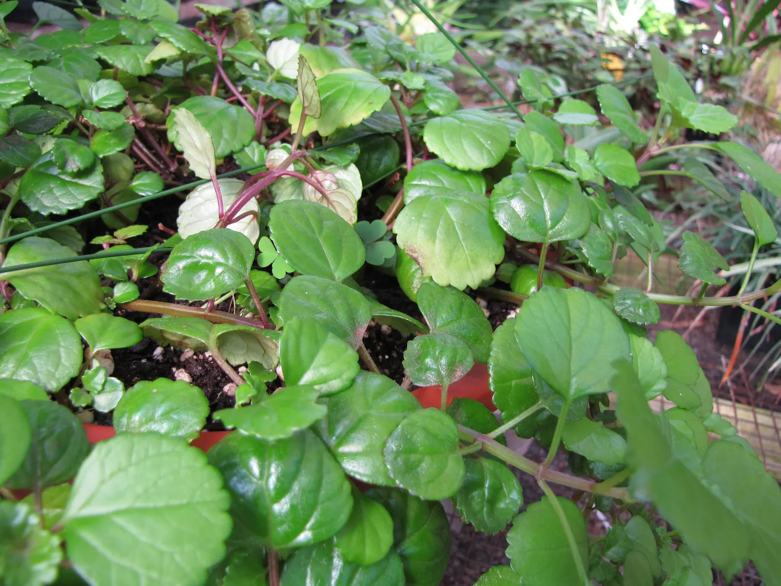 Swedish Ivy (Plectranthus Verticillatus) — it adds a touch of vibrant verdure to any landscape design
