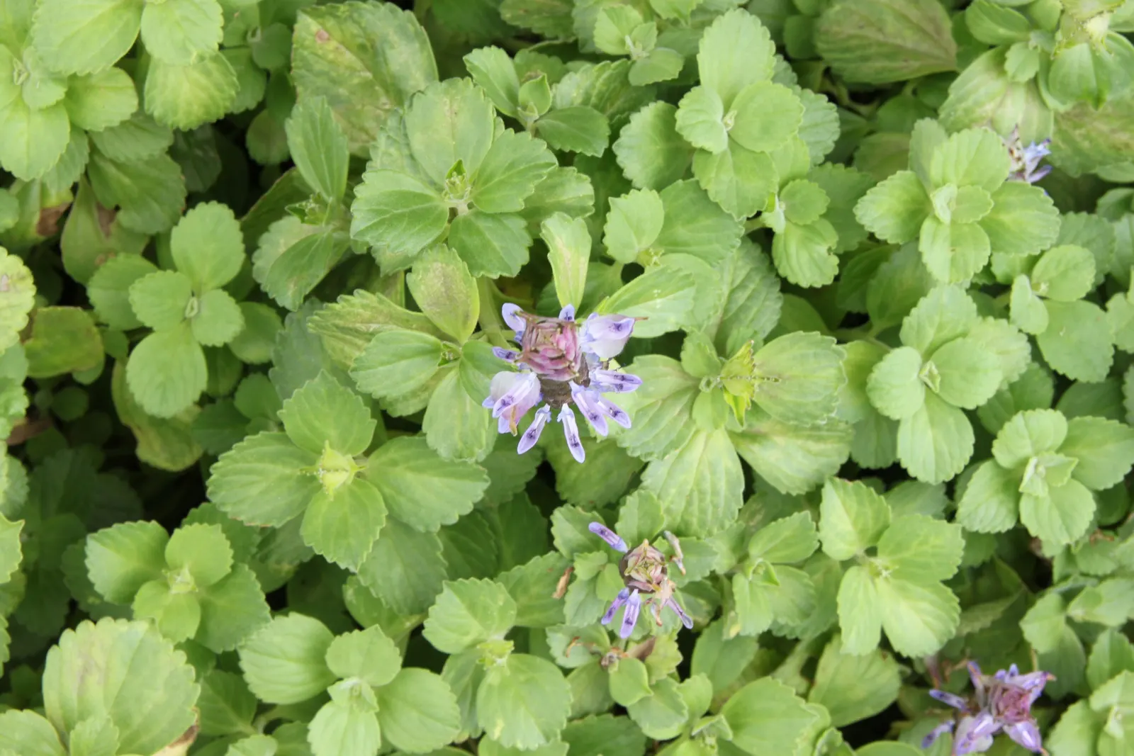 Swedish Ivy (Plectranthus Verticillatus) — scientifically named Plectranthus verticillatus