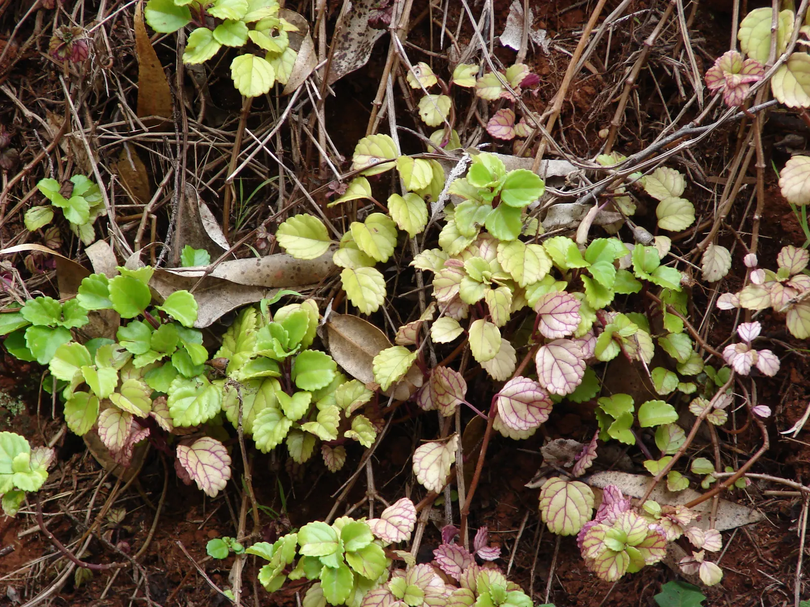 Swedish Ivy (Plectranthus Verticillatus) — easy-to-grow perennial that boasts cascading stems and rounded