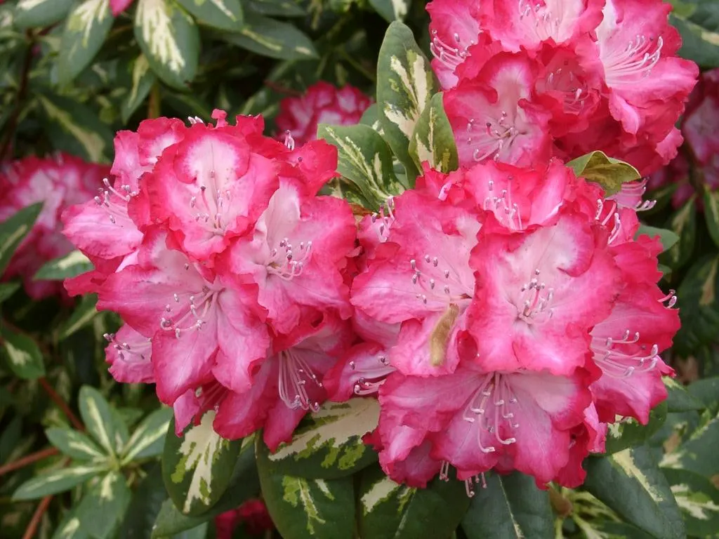 President Roosevelt Rhododendron (Rhododendron 'President Roosevelt') — The Rhododendron 'President Roosevelt' is a vibrant evergreen shrub