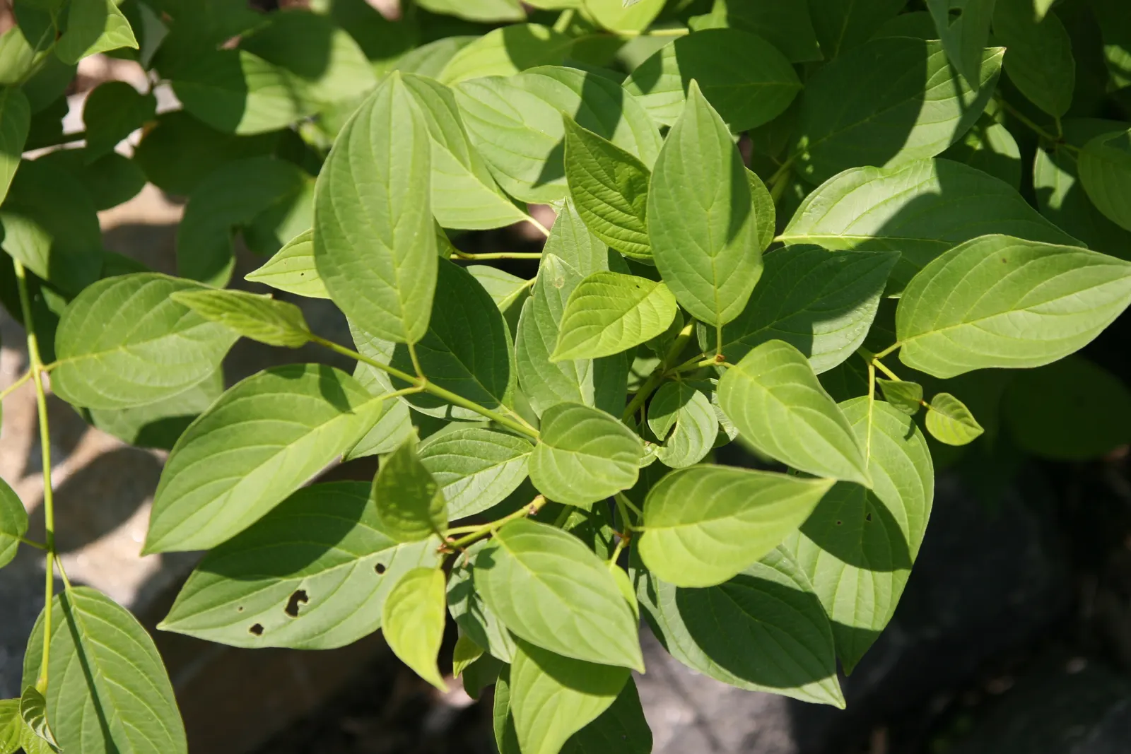 American Yellowtwig Dogwood (Cornus Sericea 'Flaviramea') — notable for its vibrant yellow-green stems that add winter interest