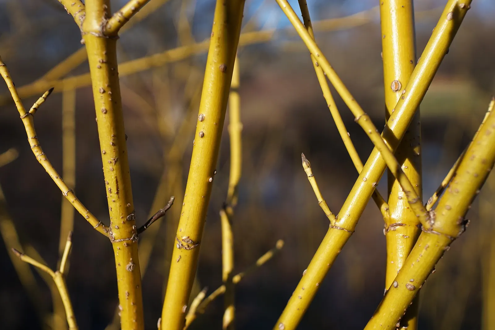 American Yellowtwig Dogwood (Cornus Sericea 'Flaviramea') — The American Yellowtwig Dogwood (Cornus sericea 'Flaviramea') is a stunning