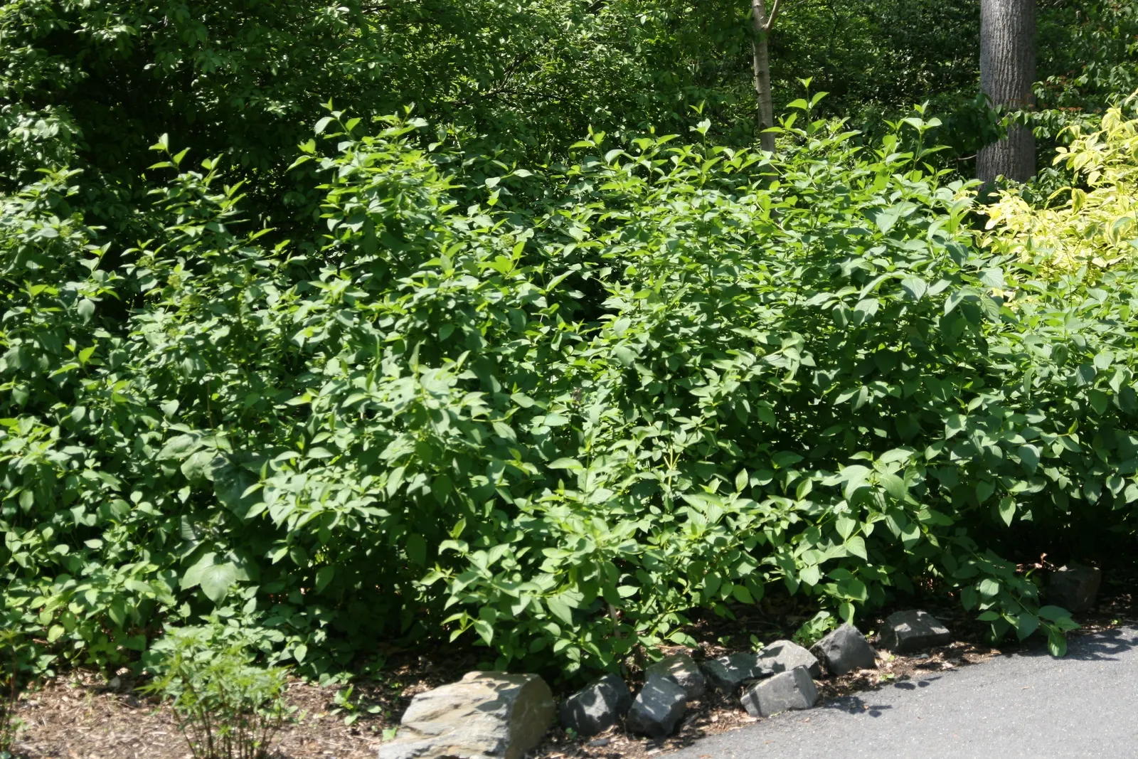 American Yellowtwig Dogwood (Cornus Sericea 'Flaviramea') — It reaches 5-6 feet in height and spreads approximately the same