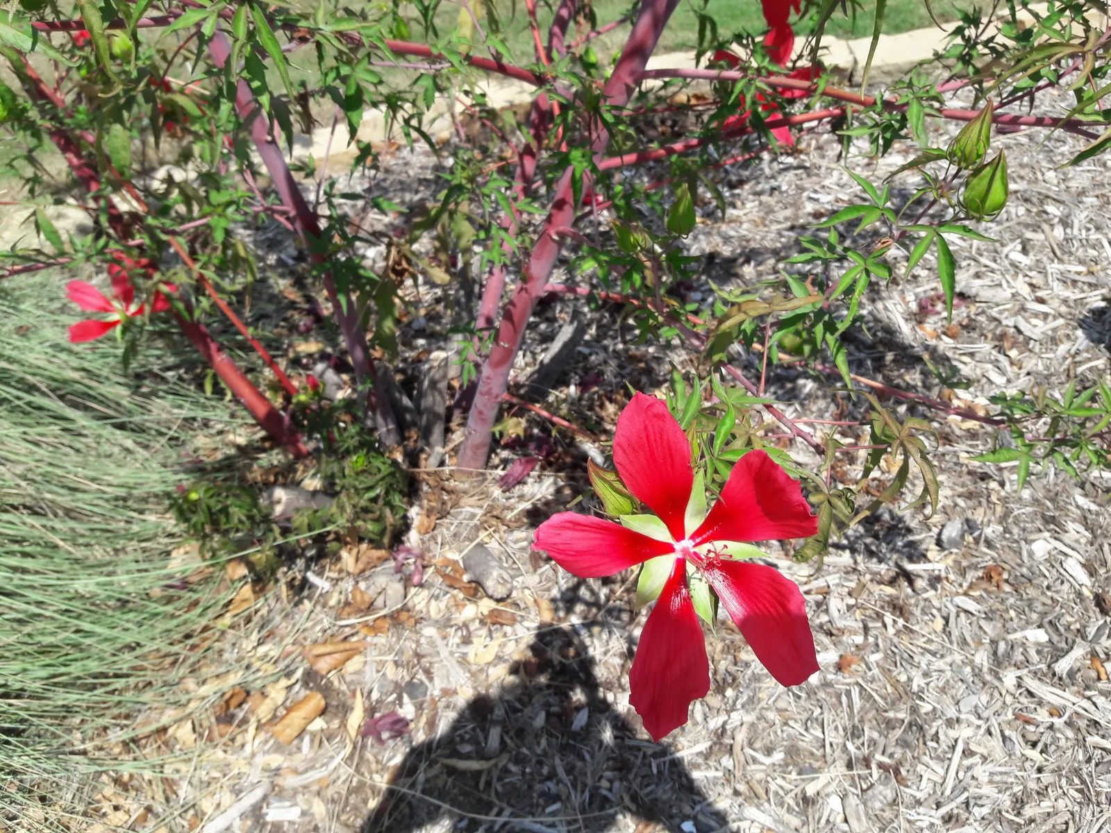 Scarlet Rose Mallow (Hibiscus Coccineus) — petal-like structures that exude a vivid crimson
