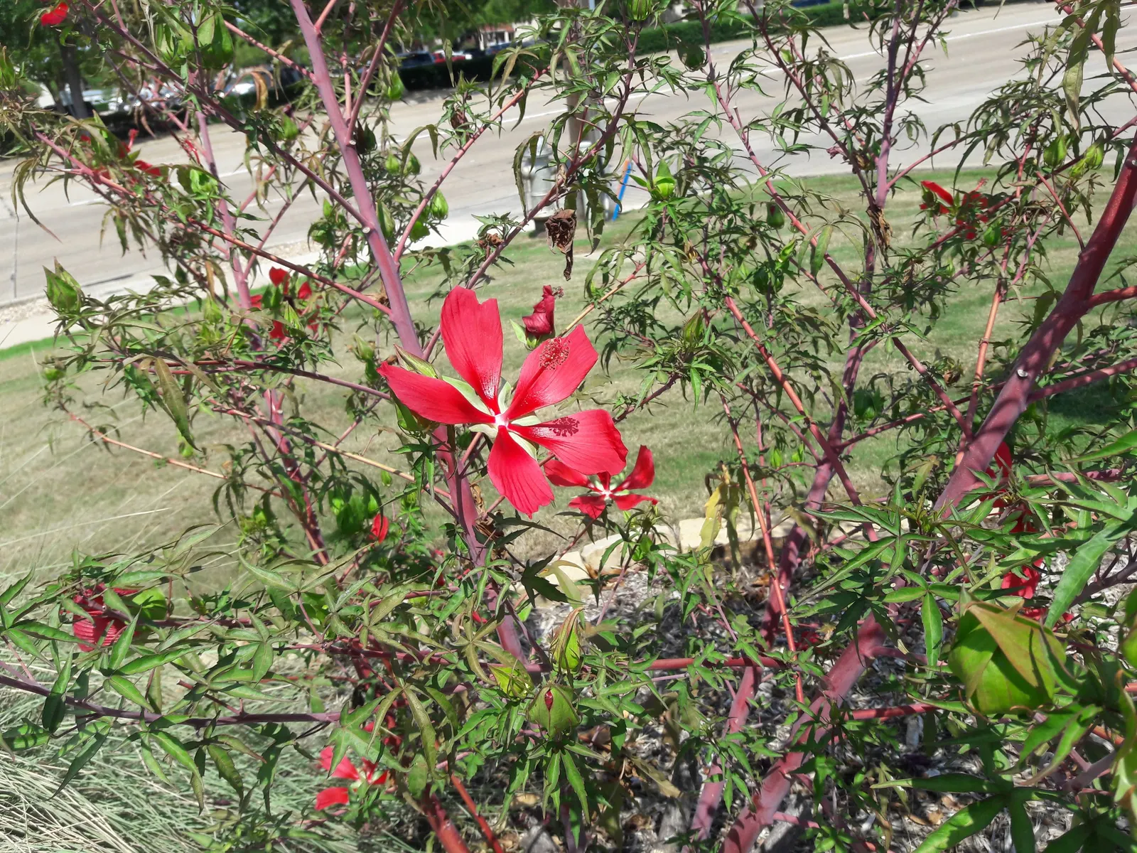 Scarlet Rose Mallow (Hibiscus Coccineus) — scientifically recognized as Hibiscus coccineus
