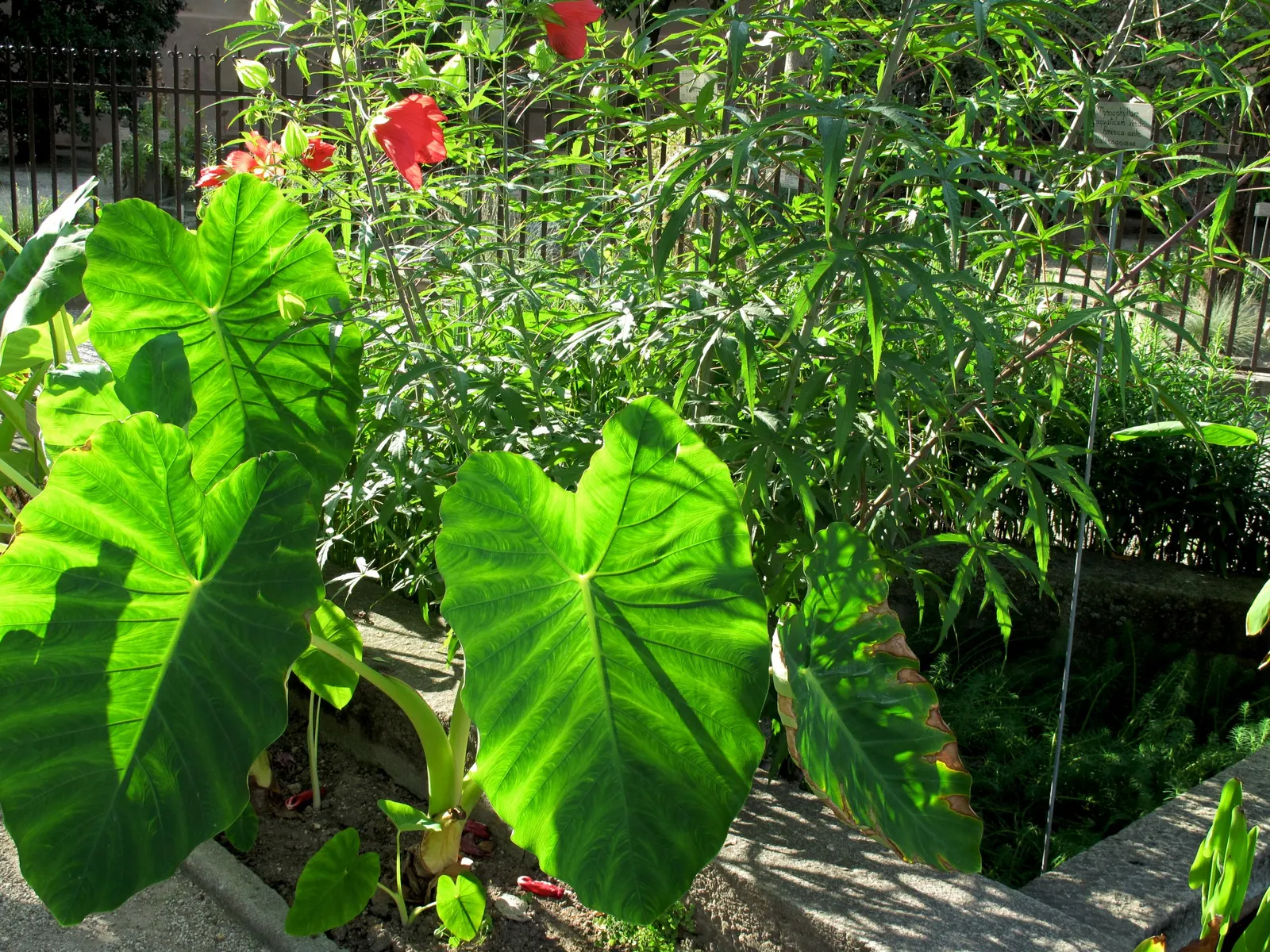 Scarlet Rose Mallow (Hibiscus Coccineus) — An attention-grabber standing 3-6 feet tall, it flourishes in full sun to partial shade in zones 6-9