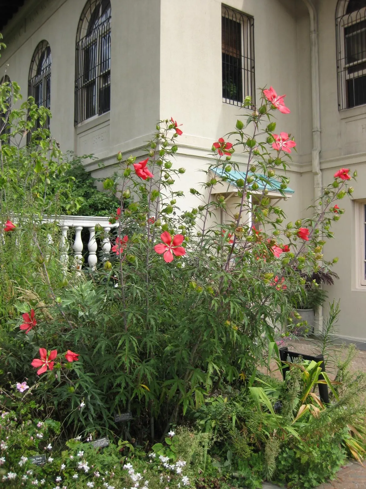 Scarlet Rose Mallow (Hibiscus Coccineus) — crimson blooms up to 5 inches across