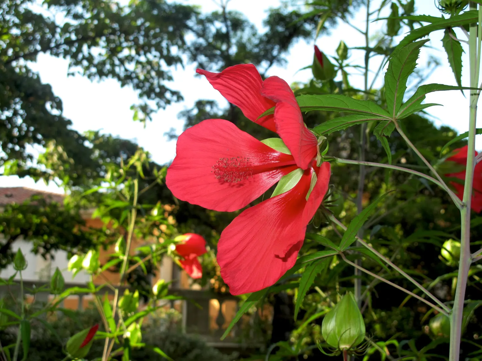 Scarlet Rose Mallow (Hibiscus Coccineus) — Blooms mid-summer to early fall, attracting hummingbirds and butterflies, while being deer-resistant