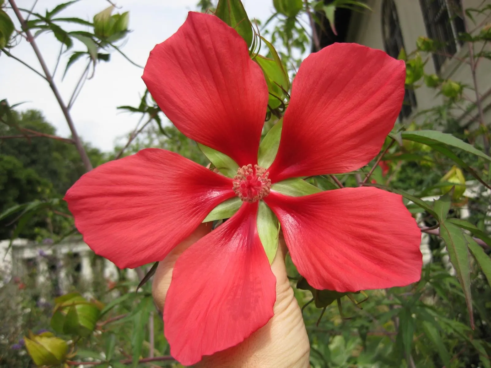 Scarlet Rose Mallow (Hibiscus Coccineus) — offers an eye-catching addition to any garden with its striking blooms and architectural foliage