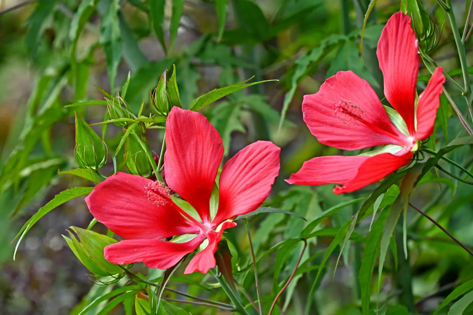 Scarlet Rose Mallow (Hibiscus Coccineus) — Provide ample space, as it spreads 2-3 feet