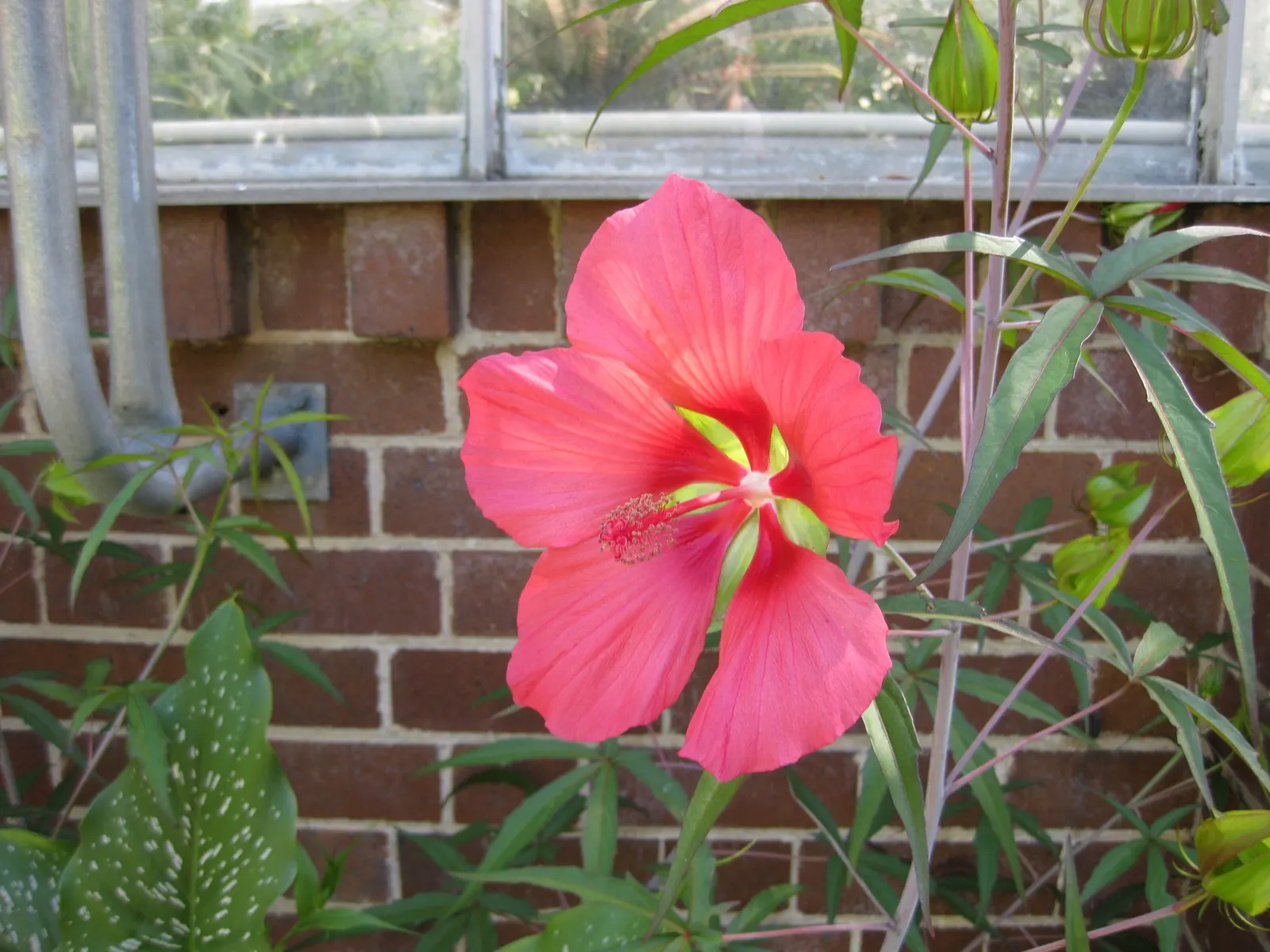 Scarlet Rose Mallow (Hibiscus Coccineus) — this perennial member of the Malvaceae family is often found in swampy or wet areas in the wild