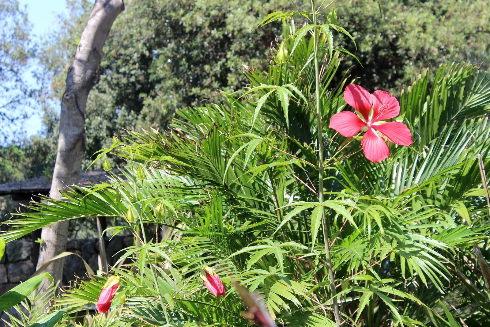 Scarlet Rose Mallow (Hibiscus Coccineus) — Native to the Southeastern United States