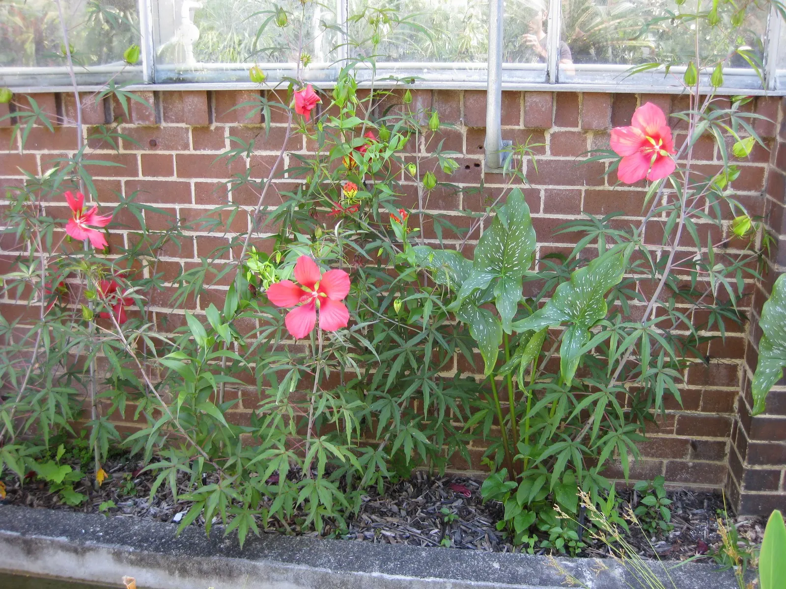 Scarlet Rose Mallow (Hibiscus Coccineus) — Each flower spans approximately 6 to 8 inches across