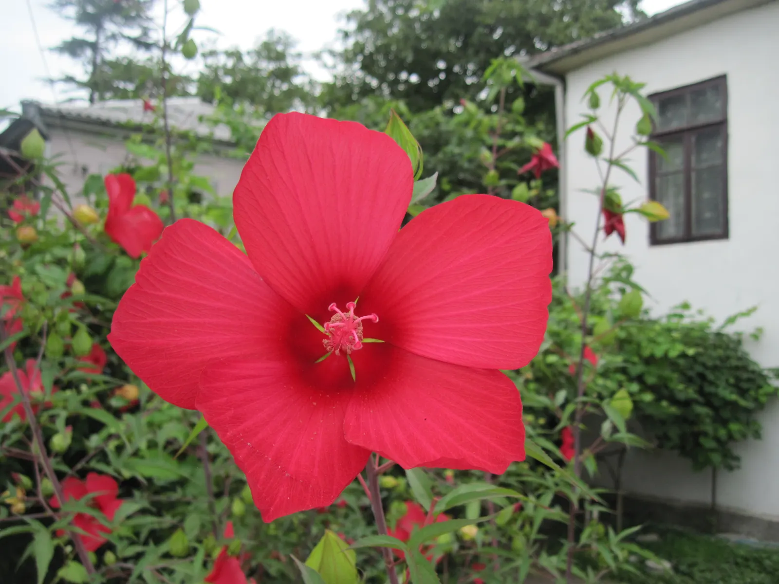 Scarlet Rose Mallow (Hibiscus Coccineus) — Ideal for wet areas, it's perfect for rain gardens