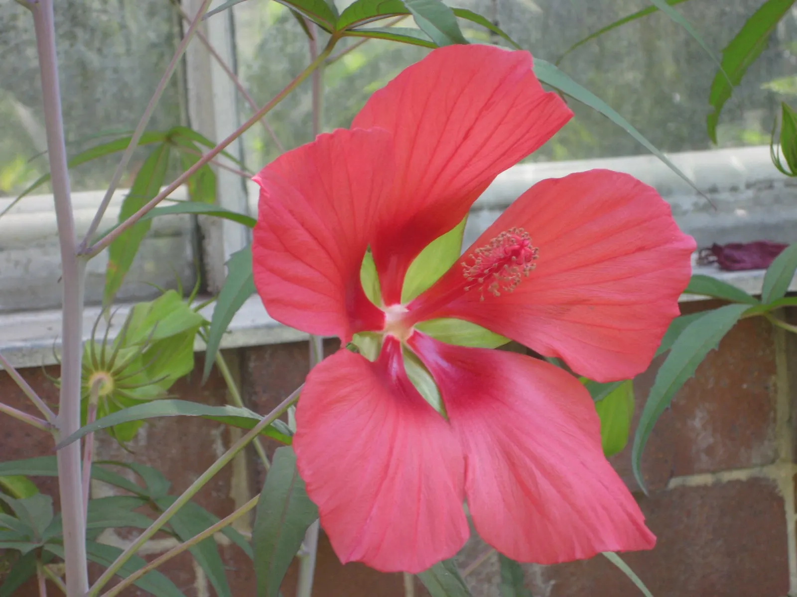 Scarlet Rose Mallow (Hibiscus Coccineus) — These blooms can be anticipated to grace the garden from midsummer to early fall