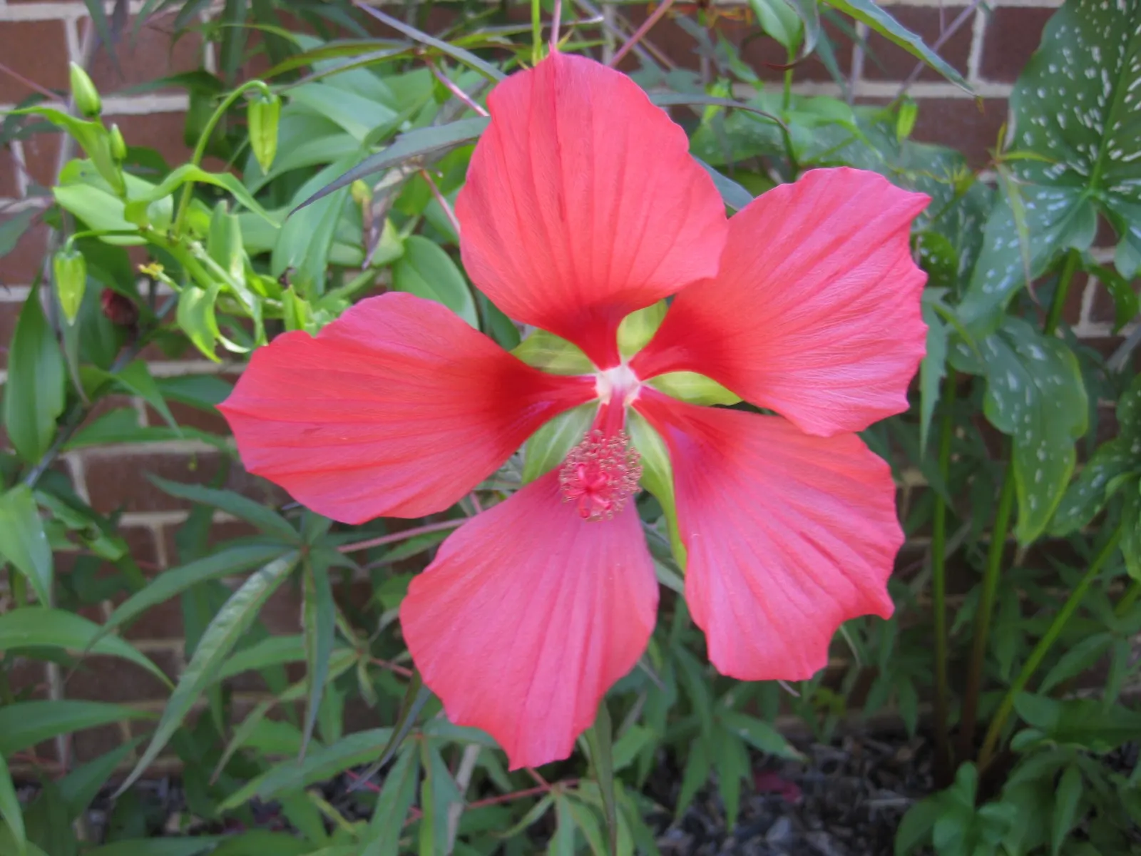Scarlet Rose Mallow (Hibiscus Coccineus) — the Hibiscus coccineus showcases its beauty through its impressive