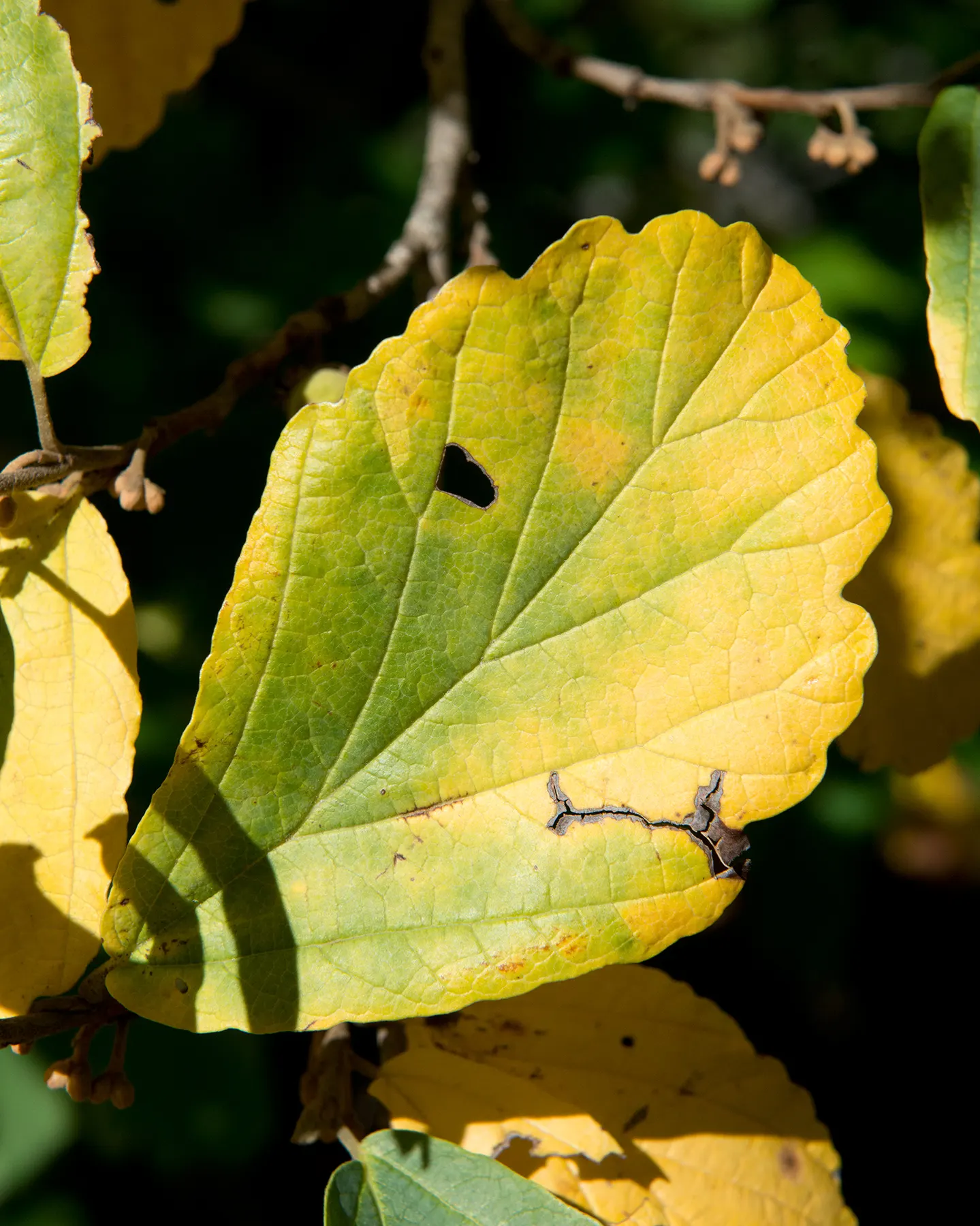 Witch Hazel (Hamamelis X Intermedia) — commonly known as Witch Hazel; it typically reaches 12-15 ft in height and spreads equally wide