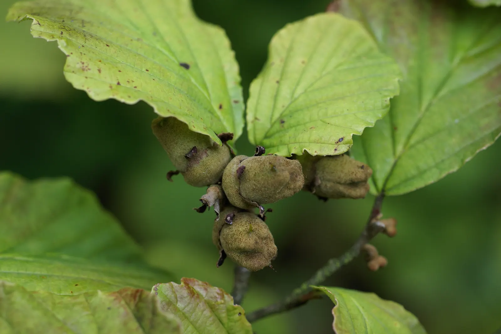Witch Hazel (Hamamelis X Intermedia) — is a deciduous shrub featuring fragrant