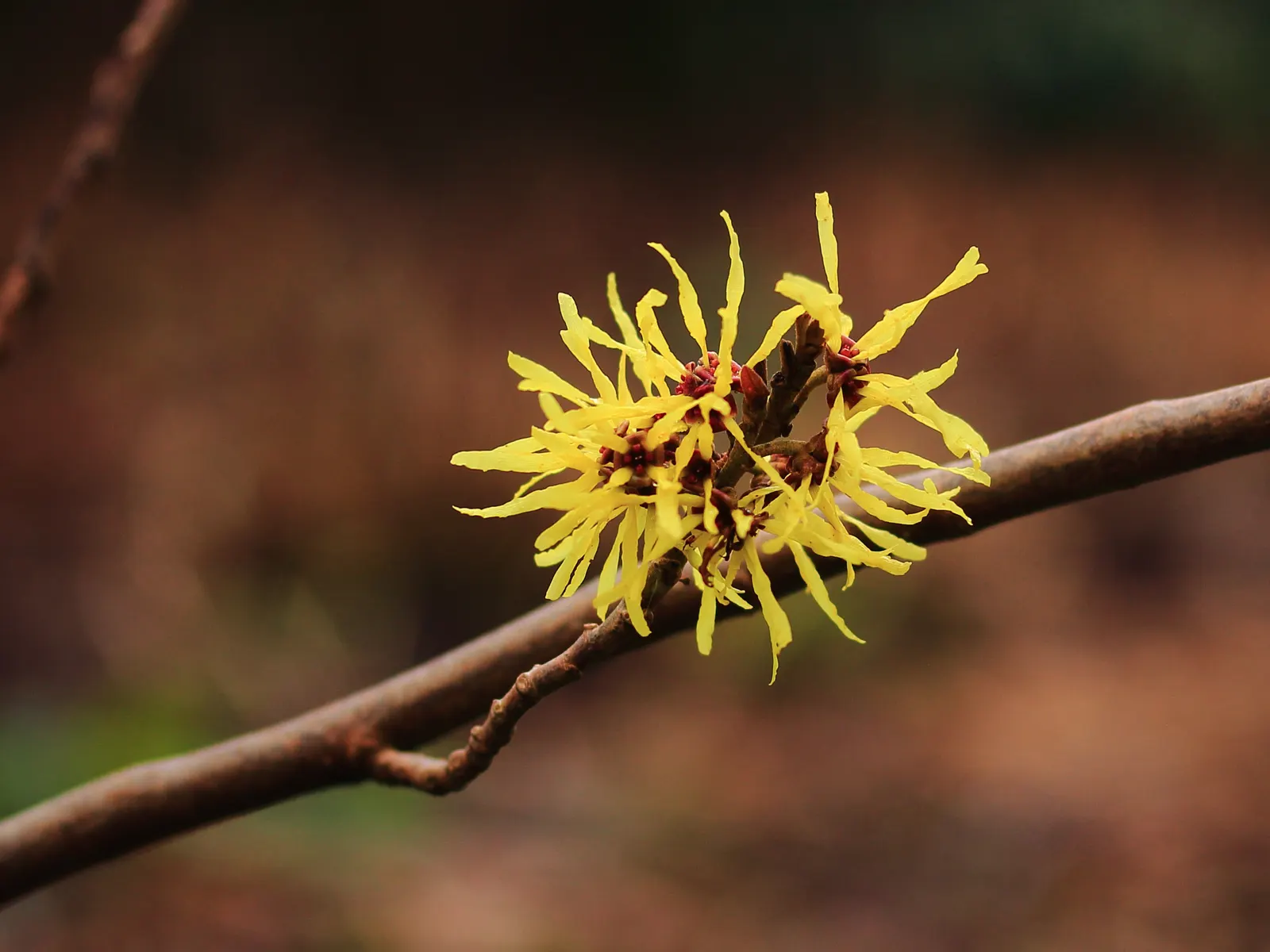 Witch Hazel (Hamamelis X Intermedia) — Hardy in USDA zones 5 through 8; its blooms possess a subtle