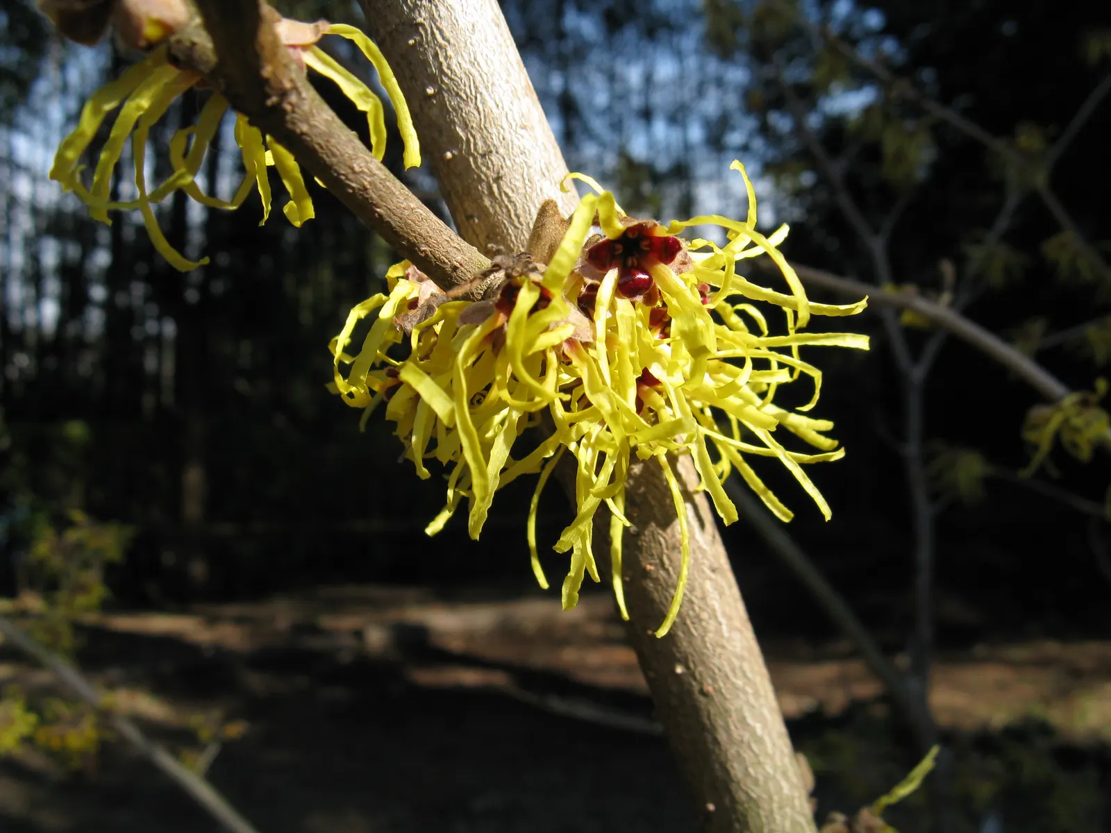 Witch Hazel (Hamamelis X Intermedia) — morph into a vibrant array of yellows; hardy in USDA zones 5 through 8, image 64