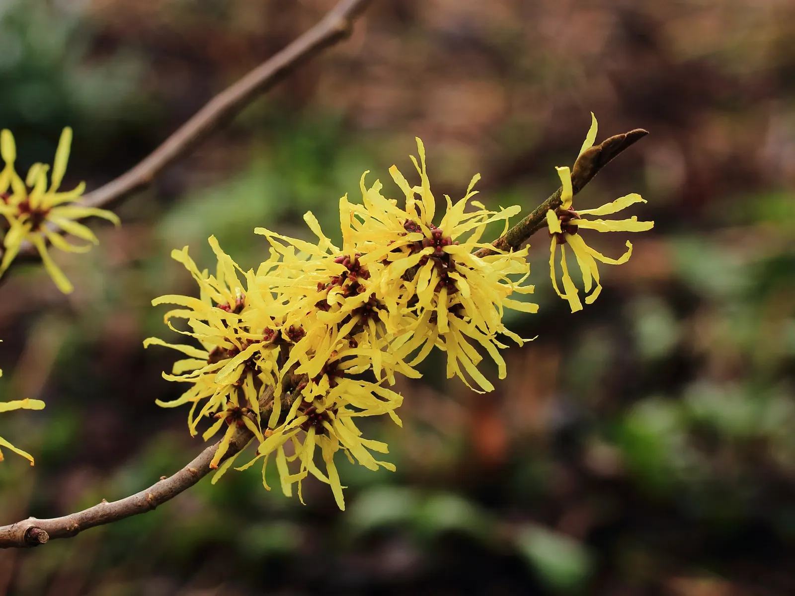 Witch Hazel (Hamamelis X Intermedia) — is a deciduous shrub featuring fragrant; boasting clusters of ribbon-like flowers in shades ranging from pale yellow to