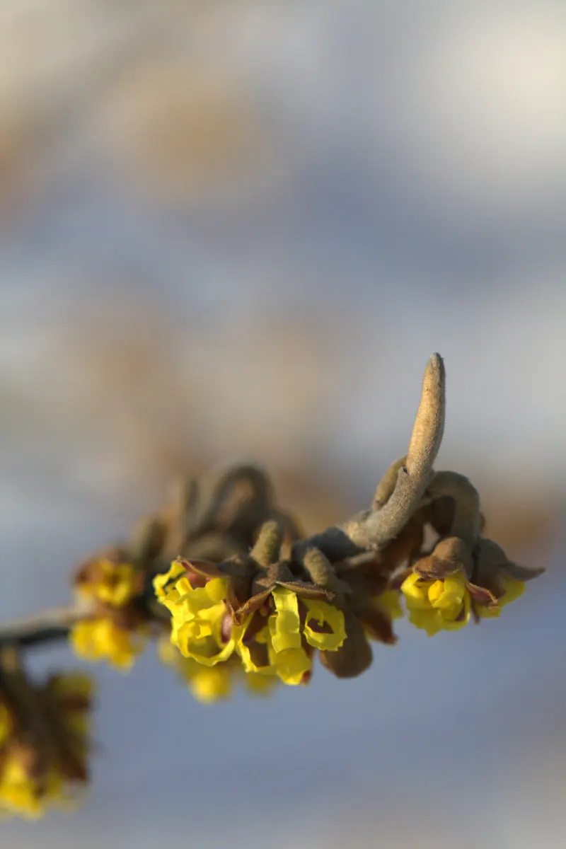 Witch Hazel (Hamamelis X Intermedia) — which can grow up to 6 inches long