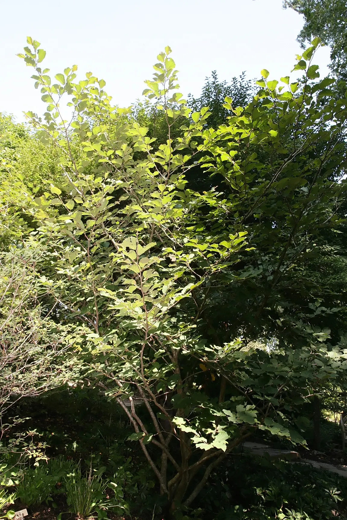 Witch Hazel (Hamamelis X Intermedia) — shrub with yellow blooms