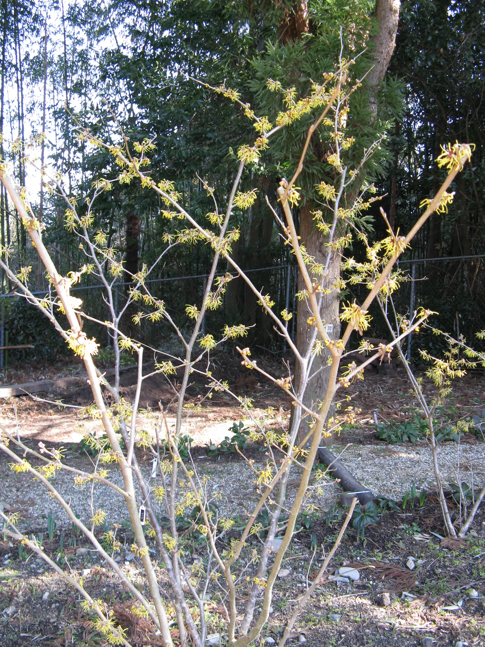 Witch Hazel (Hamamelis X Intermedia) — shrub with yellow blooms; further enhancing its visual interest.<br><br>For best growth