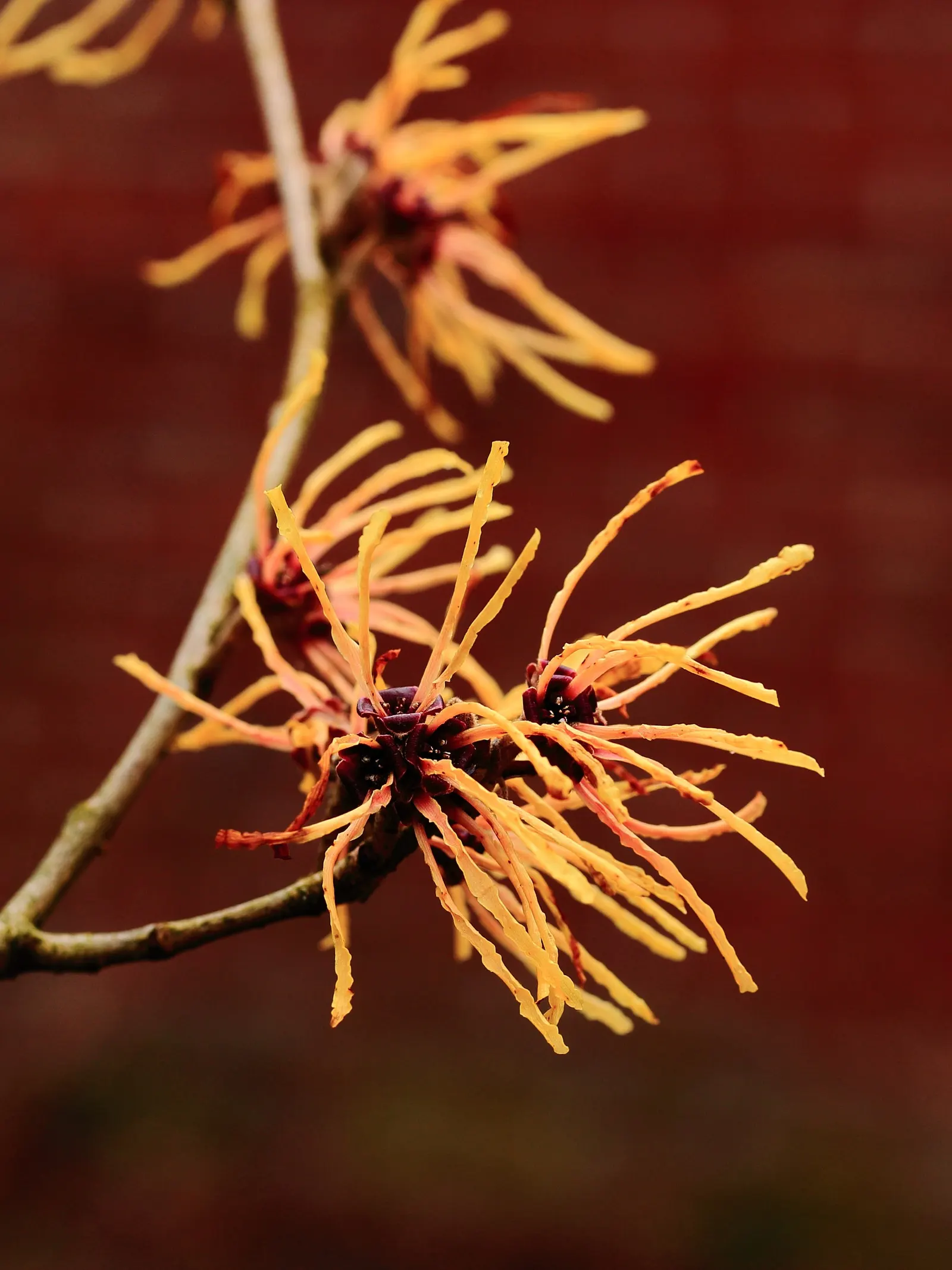 Witch Hazel (Hamamelis X Intermedia) — spidery flowers that add winter interest to any landscape; this shrub is a resilient and stunning addition to any