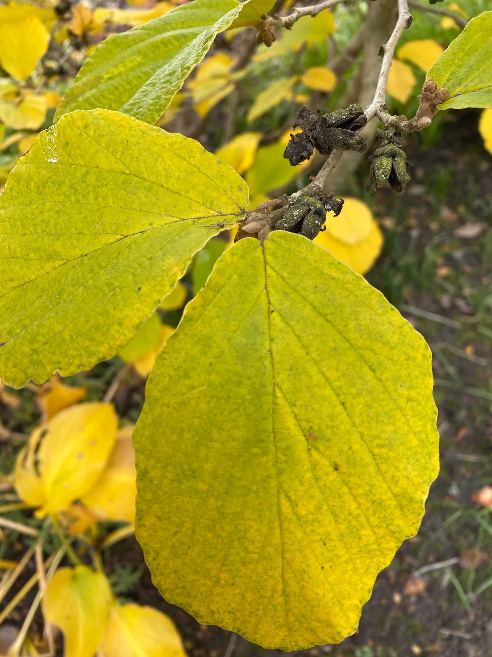 Witch Hazel (Hamamelis X Intermedia) — This versatile plant prefers well-drained soil and full sun to partial shade; spidery flowers that add winter interest