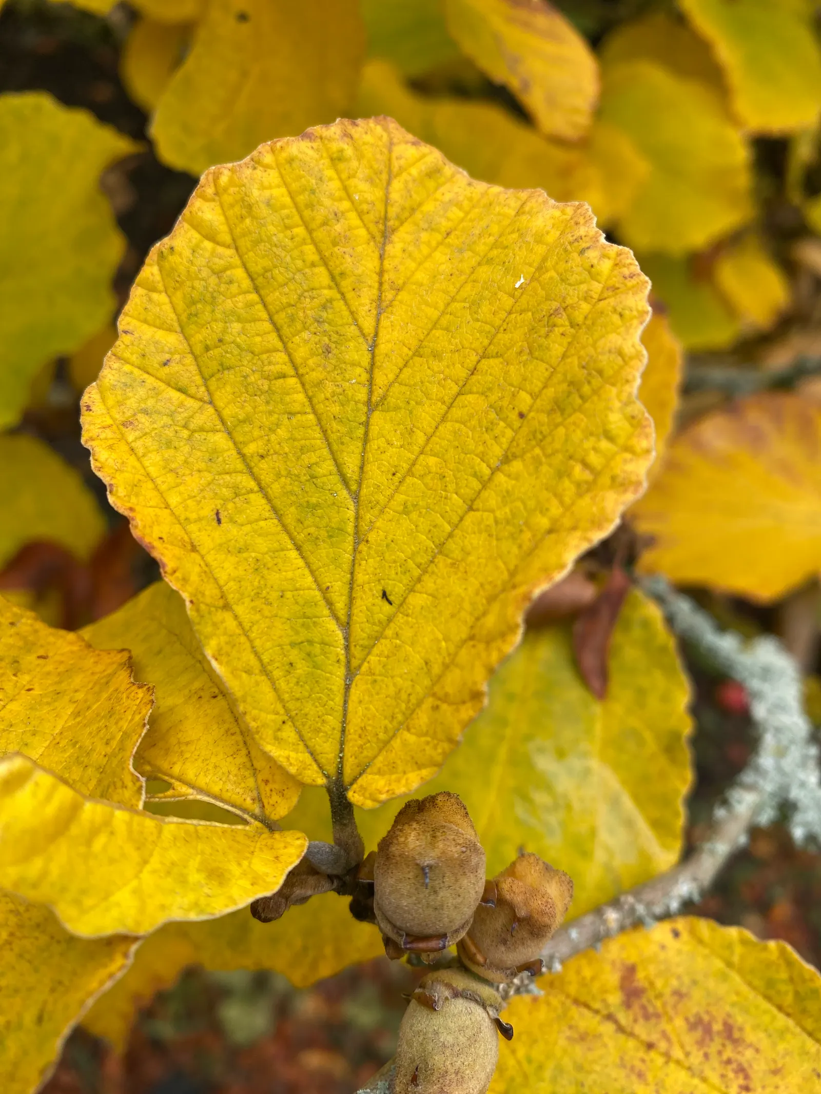 Witch Hazel (Hamamelis X Intermedia) — acidic to neutral soil and situated in full sun to partial shade; witch Hazel prefers to be planted in well-drained