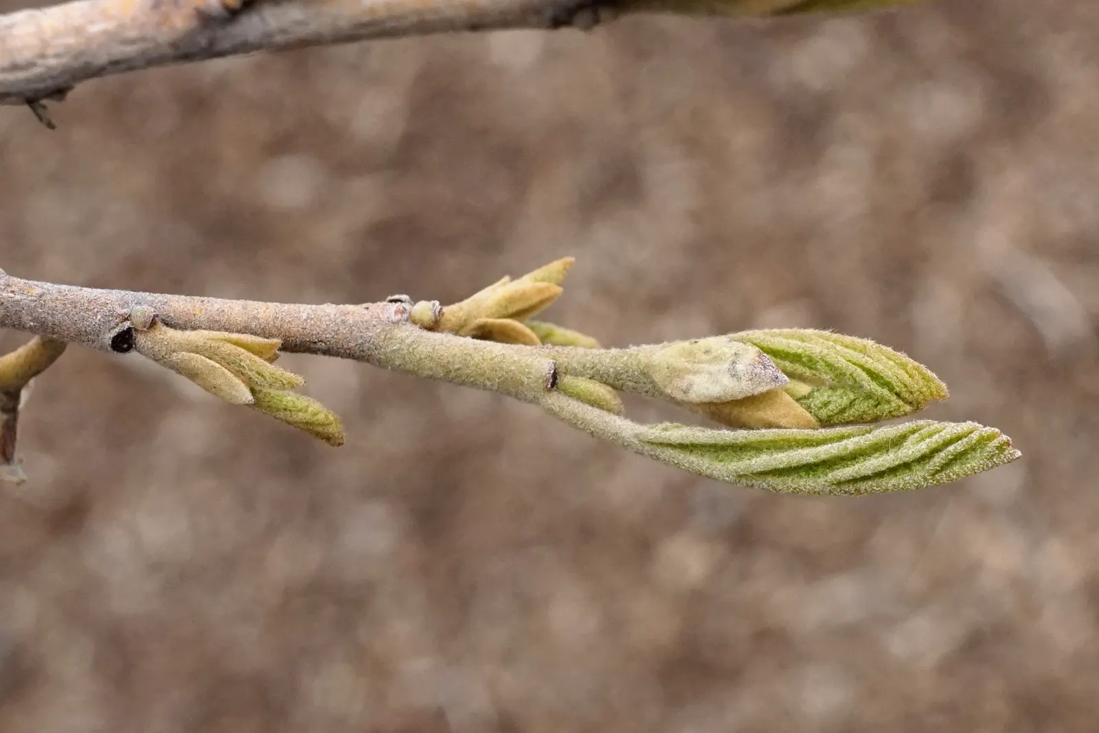 Witch Hazel (Hamamelis X Intermedia) — this shrub is a resilient and stunning addition to any temperate garden; it may require minimal pruning to maintain its