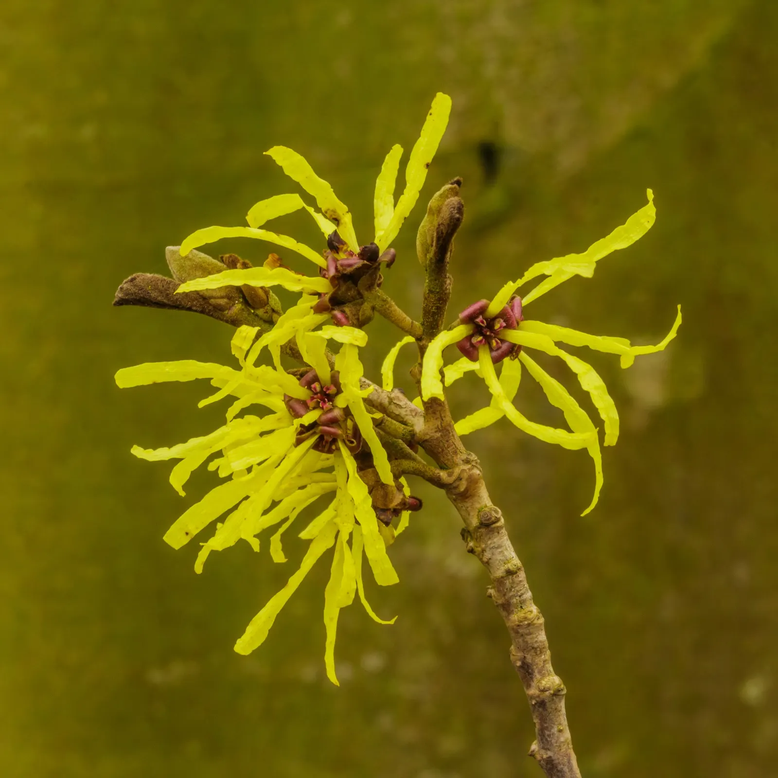 Witch Hazel (Hamamelis X Intermedia) — shrub for full or half; bringing year-round beauty and character