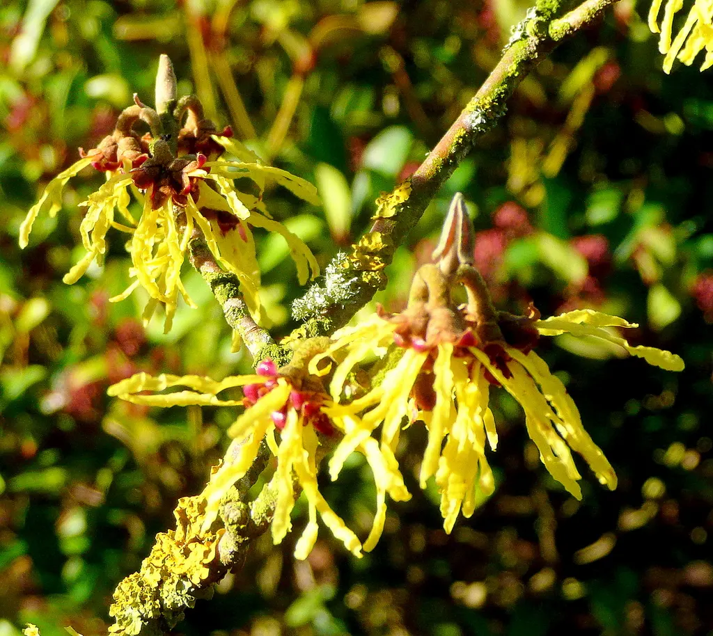 Witch Hazel (Hamamelis X Intermedia) — it may require minimal pruning to maintain its shape and encourage vigorous blooming; this versatile plant, image 69