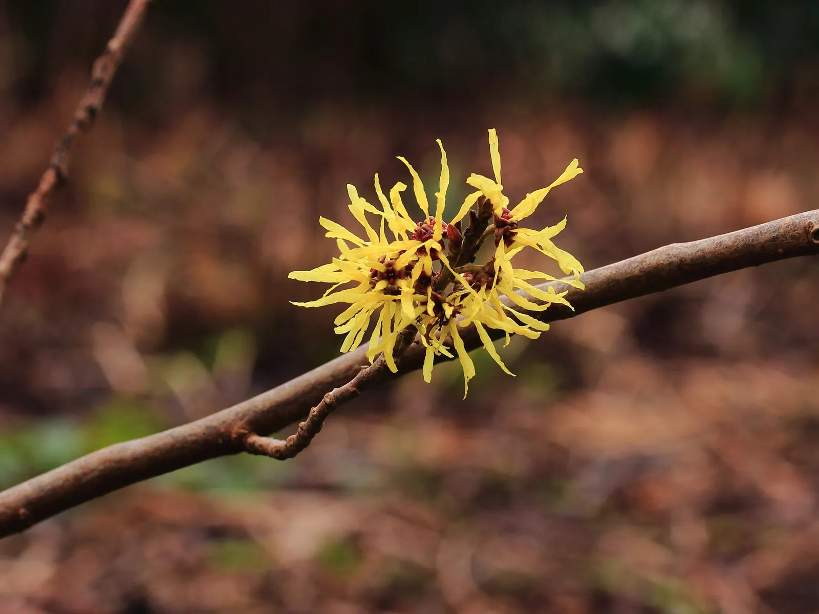 Witch Hazel (Hamamelis X Intermedia) — commonly known as Witch Hazel
