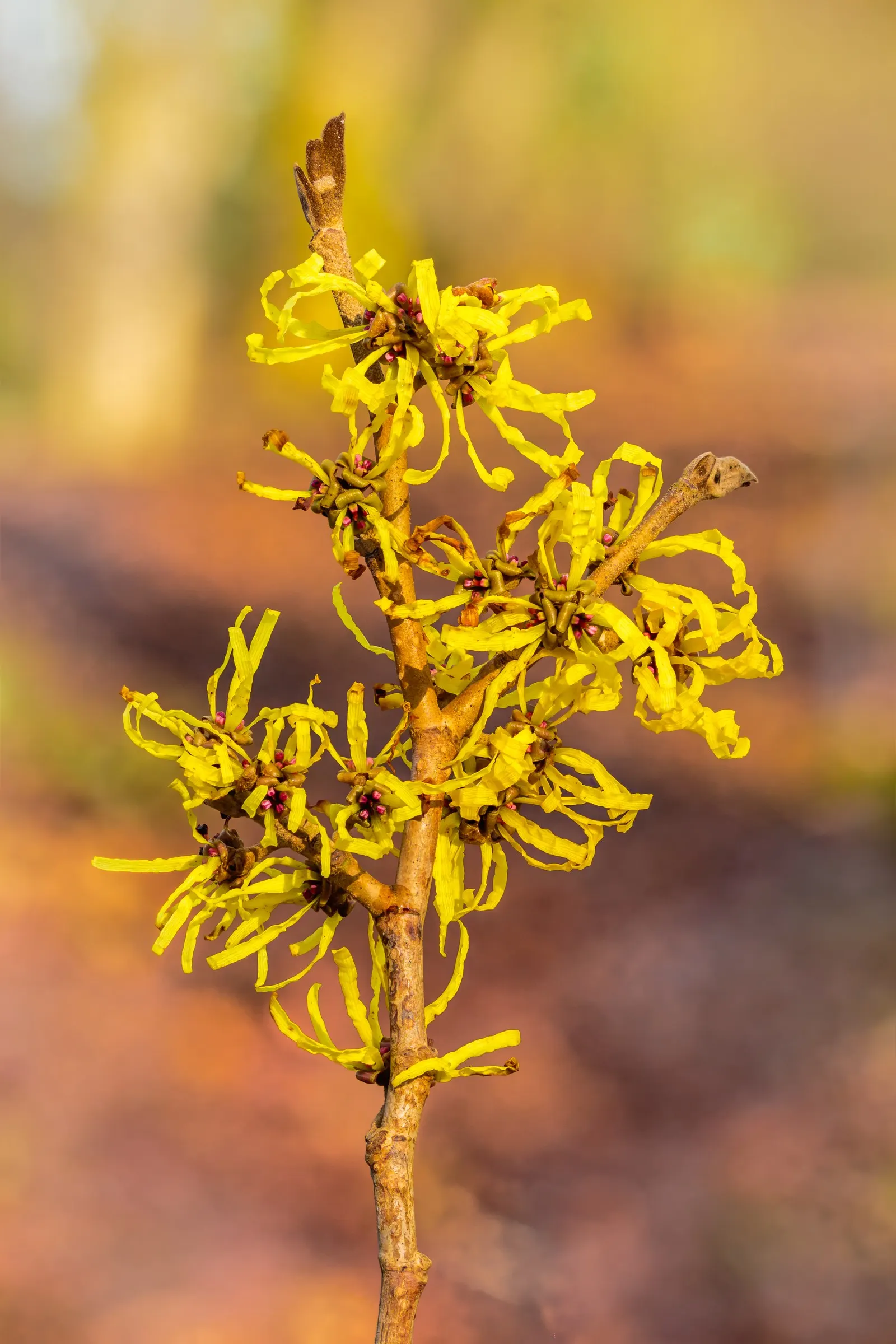 Witch Hazel (Hamamelis X Intermedia) — It typically reaches 12-15 ft in height and spreads equally wide; shrub for full or half