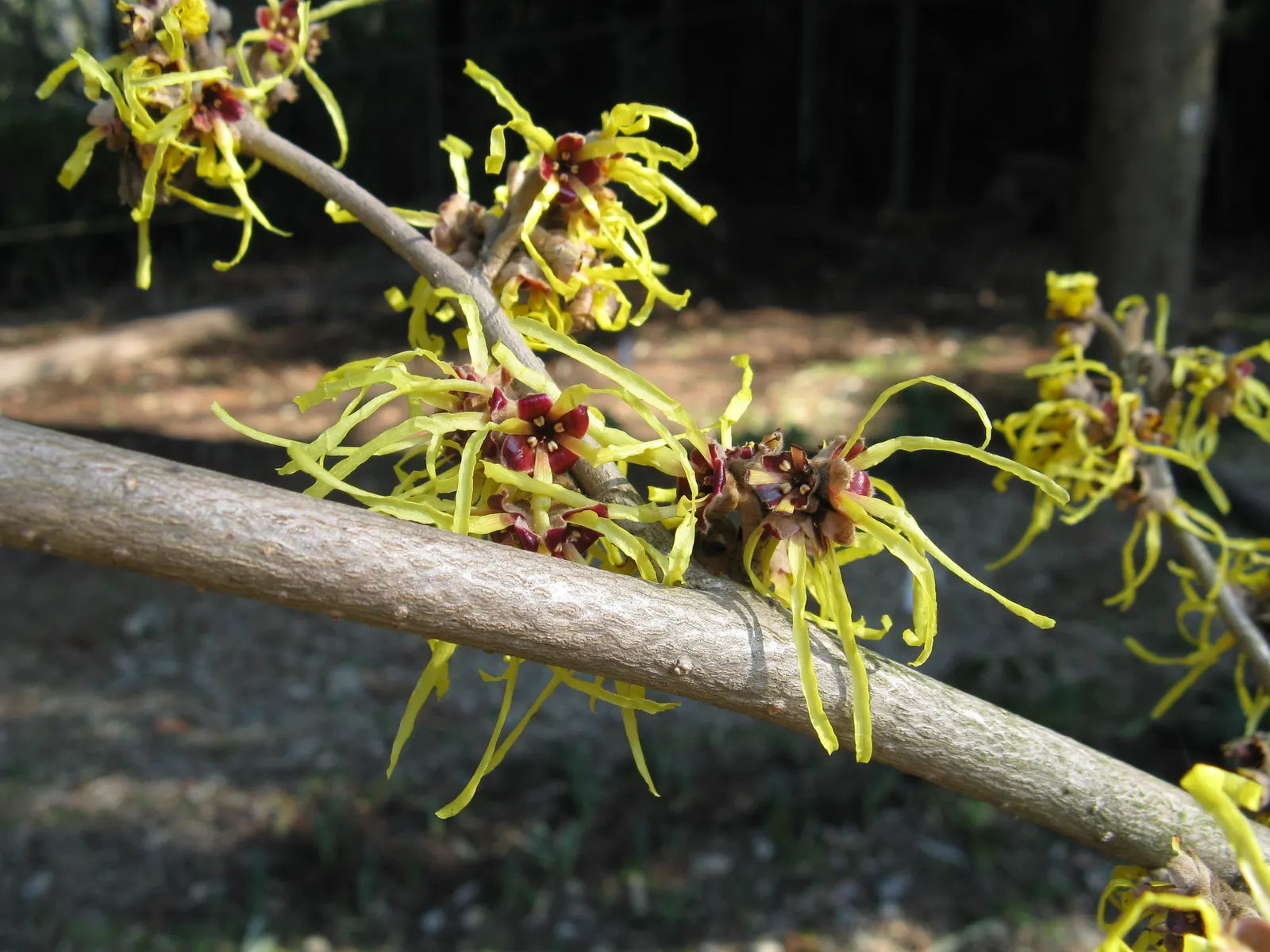 Witch Hazel (Hamamelis X Intermedia) — morph into a vibrant array of yellows
